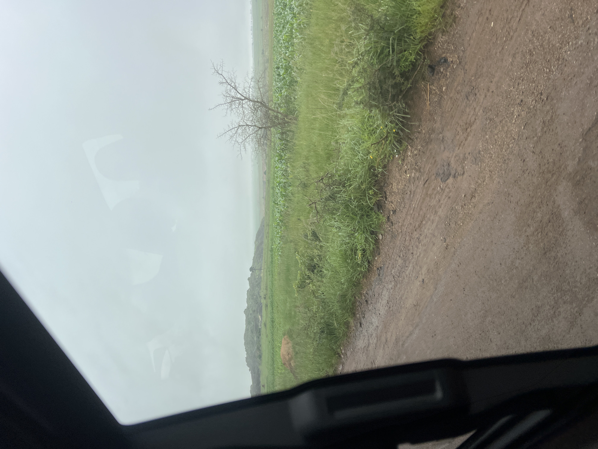 The image depicts a rural landscape, likely in Kuru, Nigeria, on a hazy day. In the foreground, a dirt road with tire tracks is visible. To the right of the road, lush green grass and vegetation grow. Beyond the grass, a field of young green crops, possibly corn, stretches across the middle ground. A solitary, bare tree stands in the field. In the background, a hazy, undulating terrain with scattered green vegetation and rocky outcrops is observed. The sky is overcast and a light gray, suggesting cloudy or foggy conditions. Reflections of what appear to be the interior of a vehicle are visible on the glass through which the image was taken.