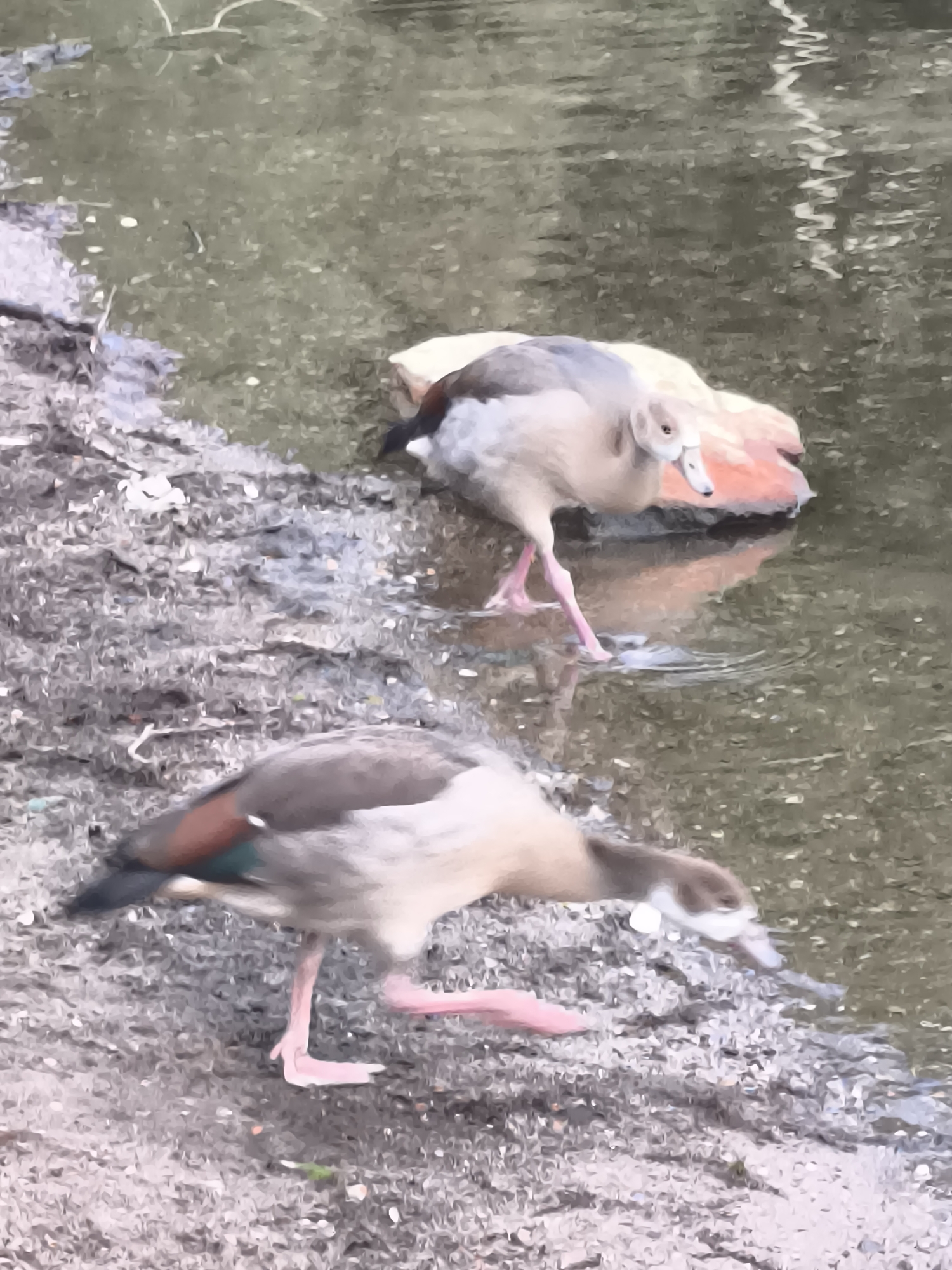 The image shows two Egyptian geese near the bank of a body of water. One goose is in the foreground, walking on the rocky shore and dipping its head towards the water. It has a brown and white patterned body, with patches of reddish-brown and green on its wings and black on its tail. Its legs are pink. The second goose is in the background, partially submerged in the water, with its head down as if feeding or drinking. This goose has a more prominent pinkish-orange plumage on its chest and neck, and its head is predominantly light brown and white. The environment appears to be a natural setting with a muddy, rocky bank and calm, greenish water. The scene is captured with a slightly blurred effect. There is no information available about the specific location within Dusseldorf, Germany.
