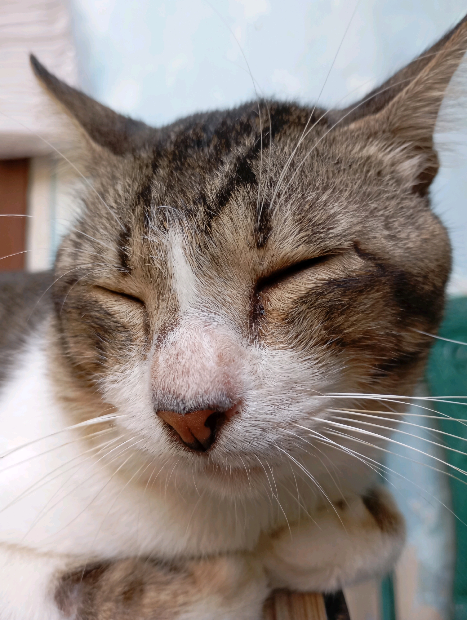 This is a close-up, portrait-oriented photograph of a domestic cat resting. The cat's eyes are closed, and its head is tilted slightly downward. The cat has tabby markings with patches of white fur on its face and chest. Its nose is a light pinkish-brown color, and prominent white whiskers fan out from its muzzle. The background is softly blurred, suggesting an indoor or sheltered outdoor setting. The lighting appears natural, casting a gentle glow on the cat's fur. The scene is devoid of human presence or activity, focusing solely on the animal. No specific location in Balikpapan, Indonesia is identifiable from the visual information provided.