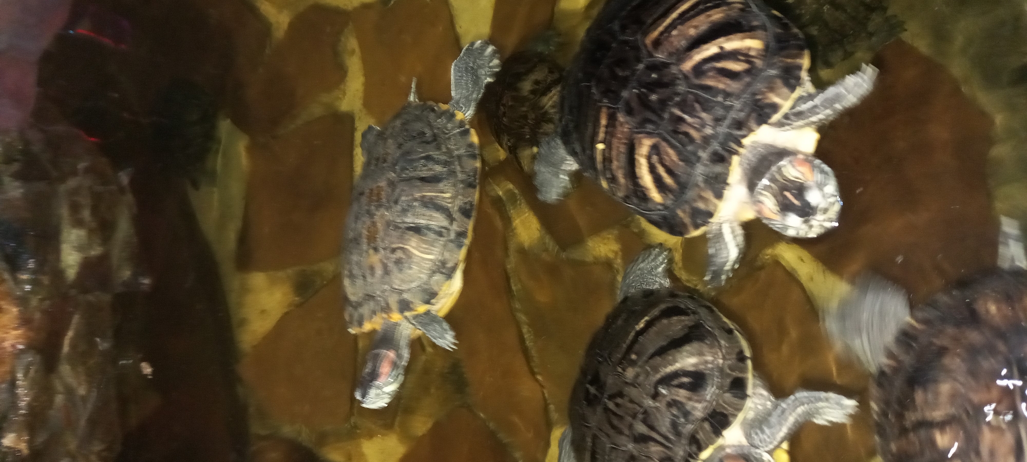 The image shows several turtles in an aquarium, possibly at an exhibit or a pet store. The background appears to be designed with faux rock formations or painted to resemble a natural habitat. The water is slightly murky. There is no information about Krasnodar, Russia in the image.