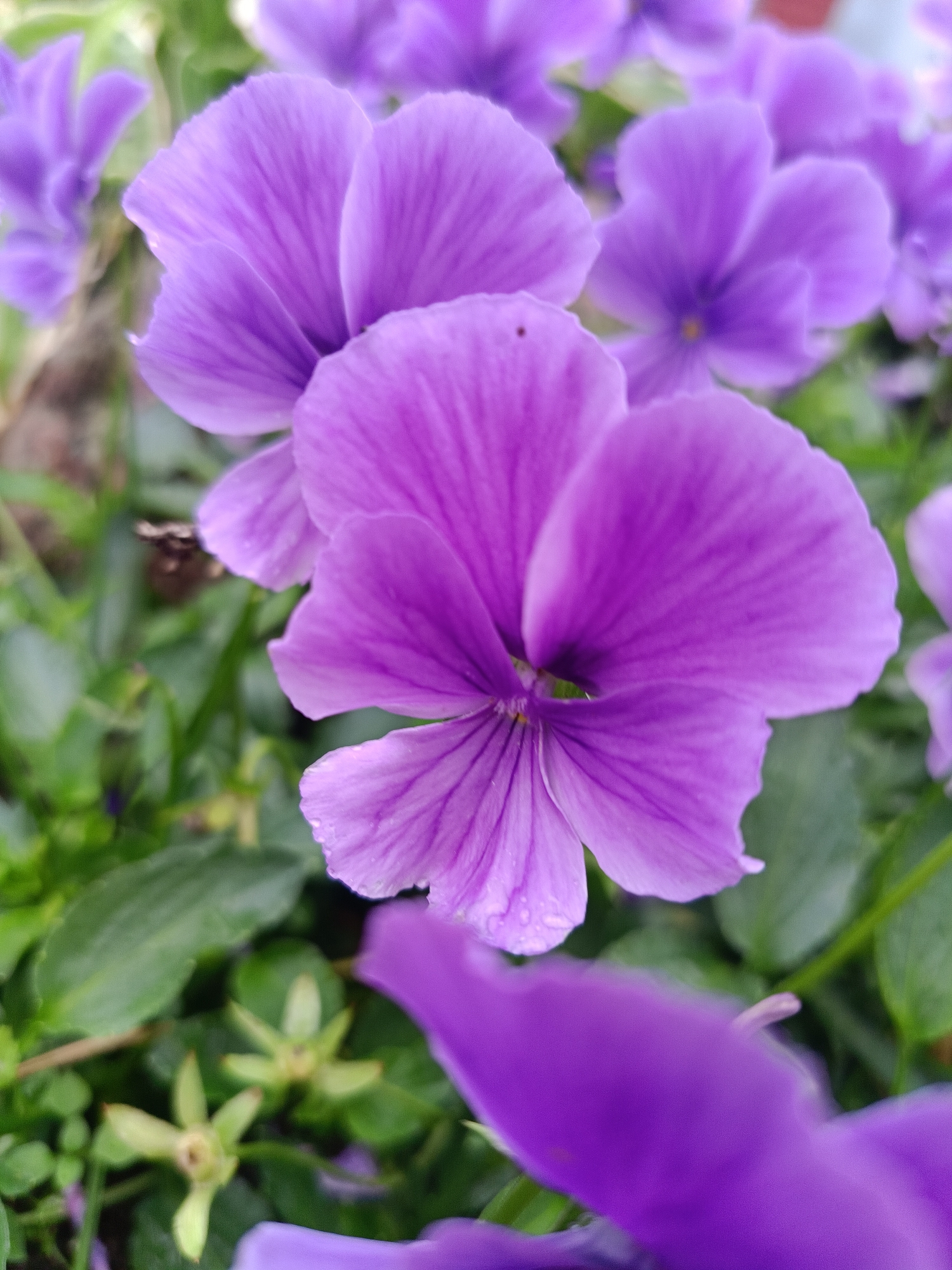 The image shows a close-up of several purple pansies with green foliage in the background. The flowers are in various stages of bloom, with some petals unfurled and others still closed. The center of the pansies appears to have dark markings. The lighting suggests an outdoor setting, likely in a garden. There is no indication of the specific location being Vishnovka, Russia.