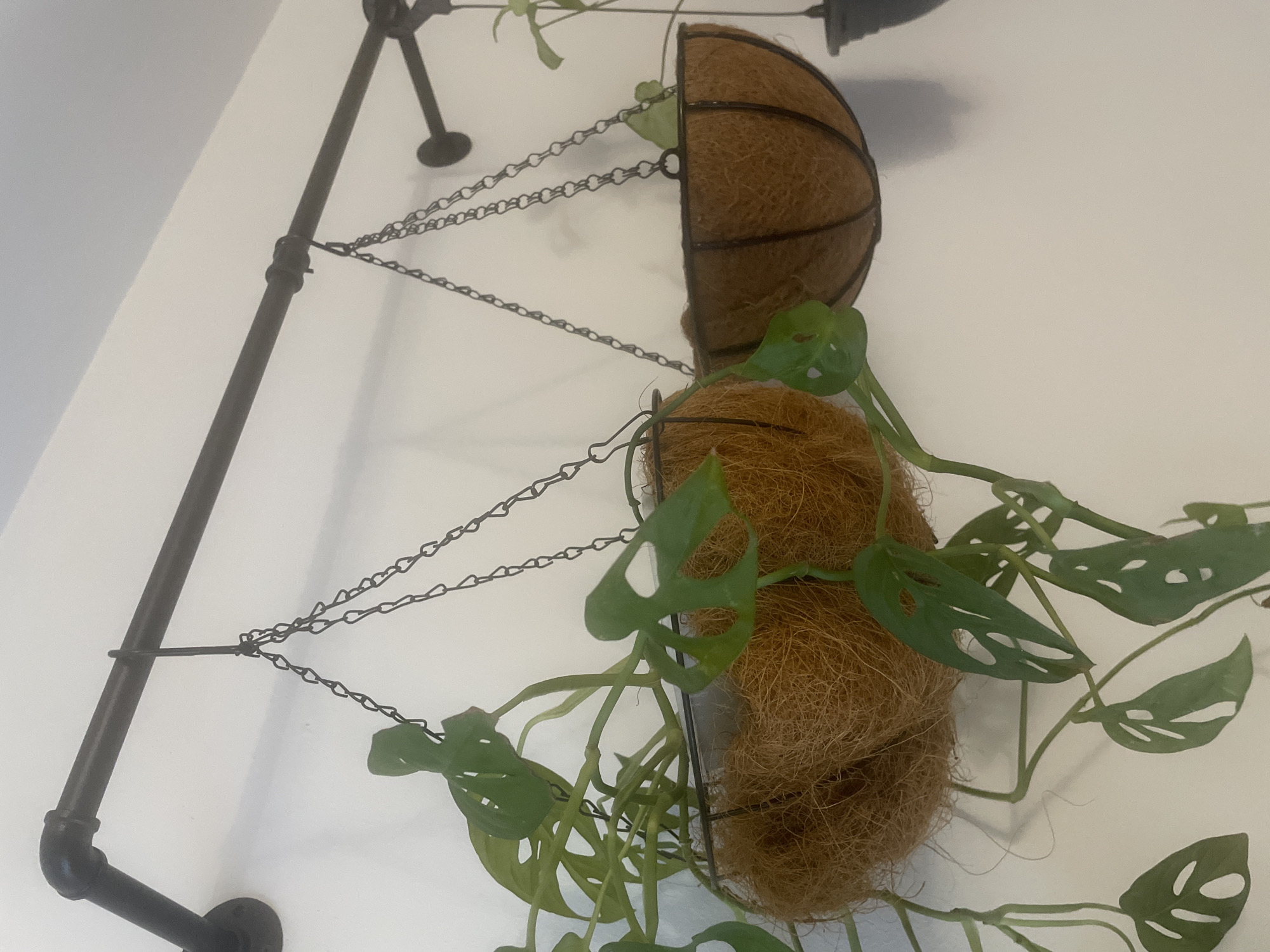 The image shows a white wall with a dark gray pipe mounted horizontally, serving as a hanging rod. Two hanging planters are suspended from this rod by chains. The planter on the left is larger and appears to contain multiple plants, with lush green leaves and stems trailing downwards. The planter on the right is smaller and contains a less dense plant. The planters themselves are made of wire frames filled with a fibrous material, likely coir. The lighting suggests an indoor environment, possibly a home or a commercial space. The image does not provide any specific geographical context to pinpoint a location in Atarfe, Spain, nor are there any people or specific actions depicted.