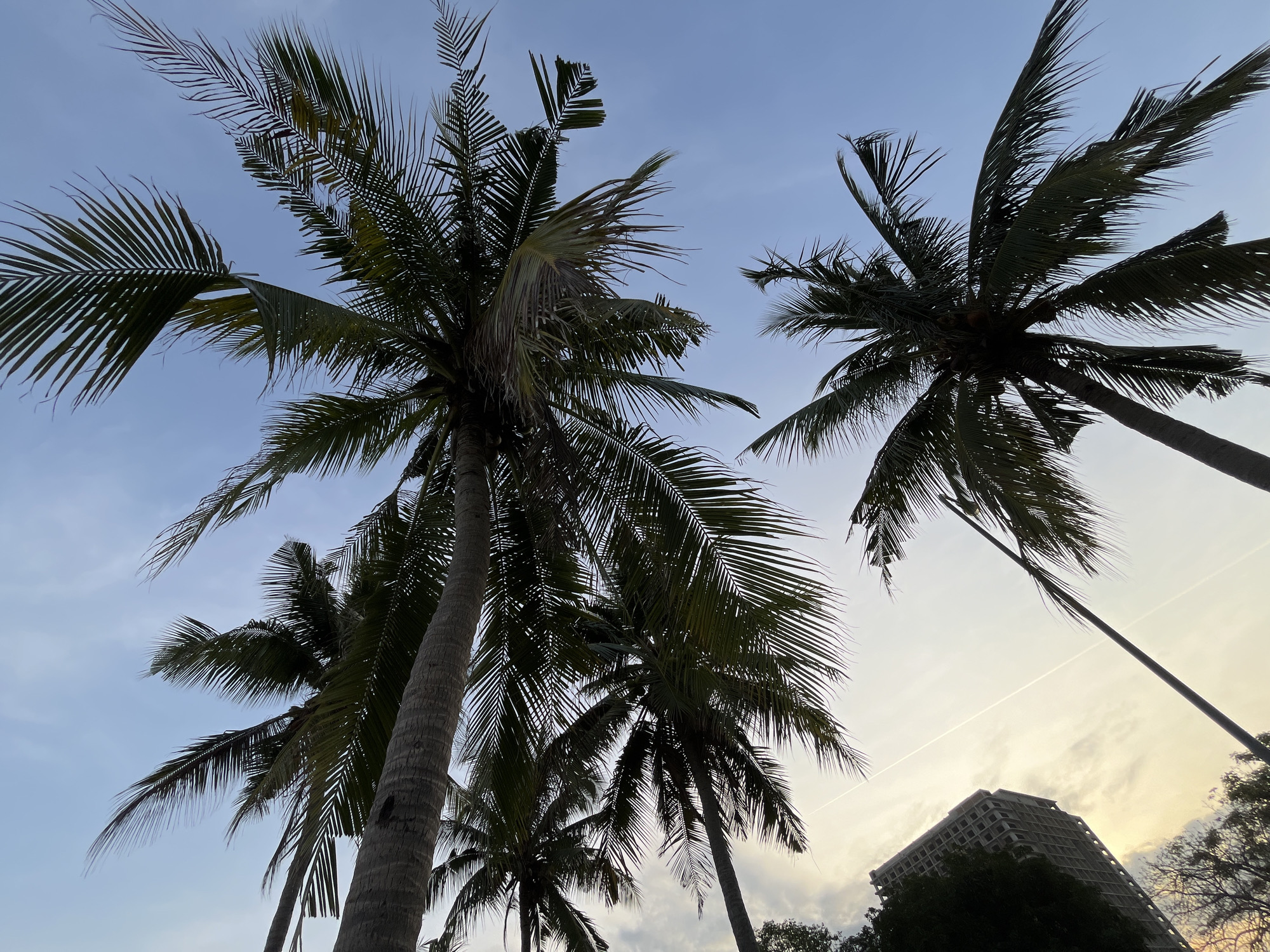 The image shows a low-angle view of several silhouetted palm trees against a clear blue sky with some wispy clouds and contrails. A tall, modern building is visible in the background on the left, partially obscured by trees. The scene appears to be a coastal area, likely in a tropical or subtropical location. The lighting suggests it is either early morning or late afternoon. The specific location, Nam Nha Trang Ward, Vietnam, is implied by the prompt.