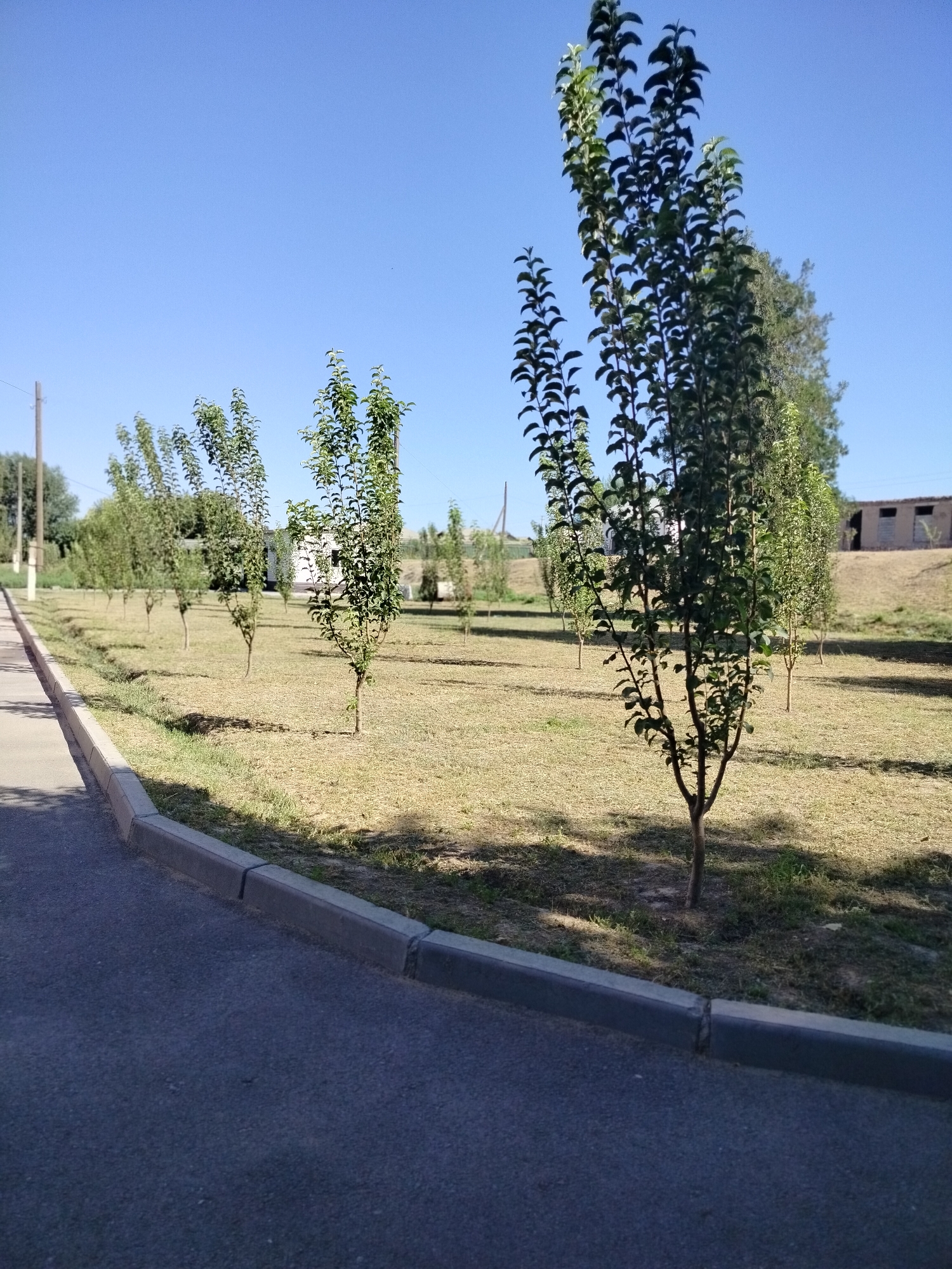 The image depicts a row of young trees planted in a grassy area, bordering a paved path with a concrete curb. The scene appears to be a park or a residential area. The sky is clear and blue, suggesting fair weather. In the background, there are some low-lying buildings and a slope covered in dry grass. The trees are slender with dense green foliage. The foreground shows the asphalt path and the curb, with shadows cast by the trees. Based on the provided information, this image is located in the city of Kölkent, Kazakhstan.