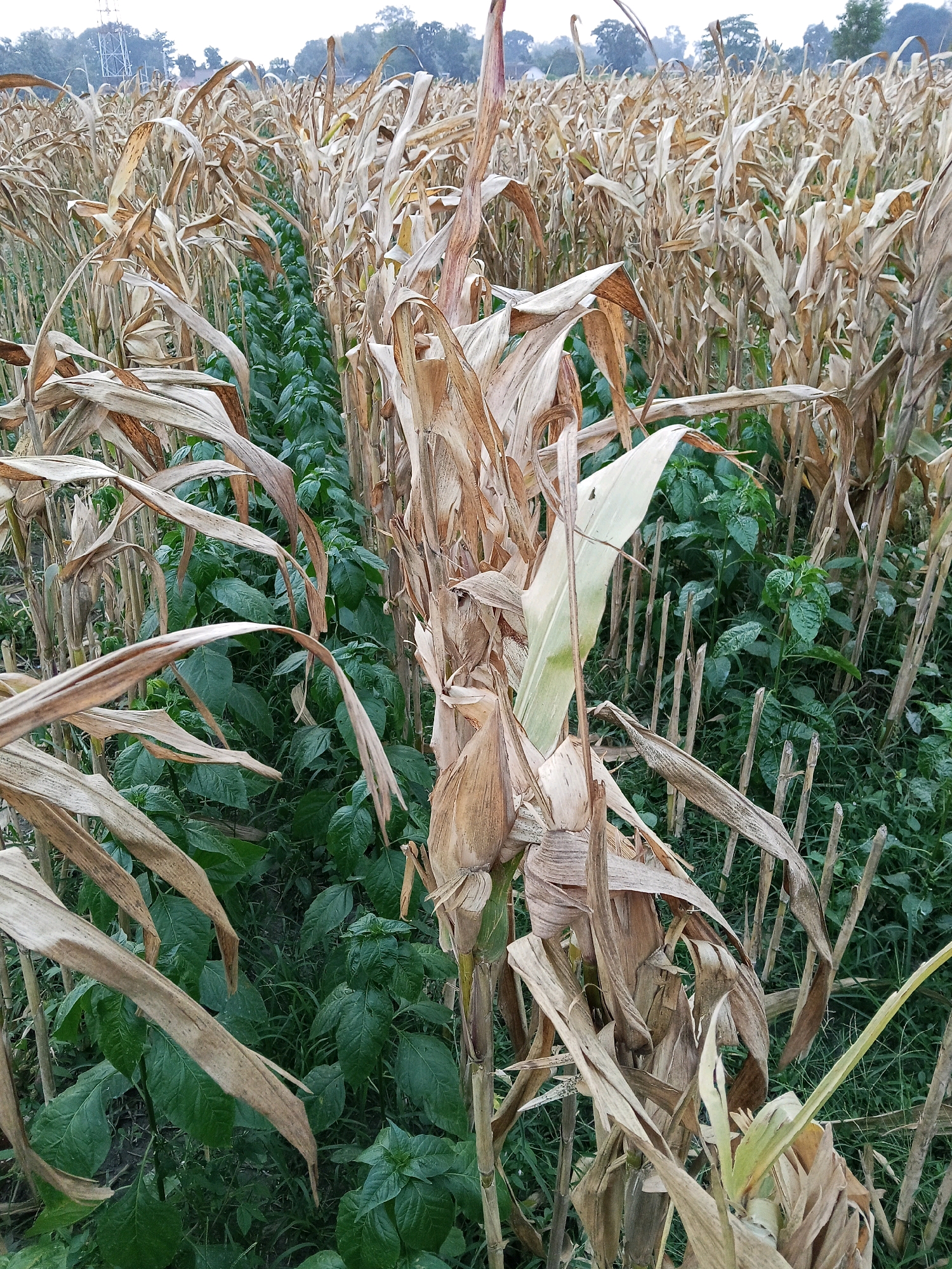 In Gaprang, Indonesia, a field displays a dense row of dry, brown corn stalks and leaves, indicating the end of the harvest season. Between the rows of corn, a lush green crop of smaller plants thrives, their vibrant leaves contrasting with the desiccated corn stalks. The ground between the plants is a mixture of soil and dried plant matter. The sky above is overcast.
