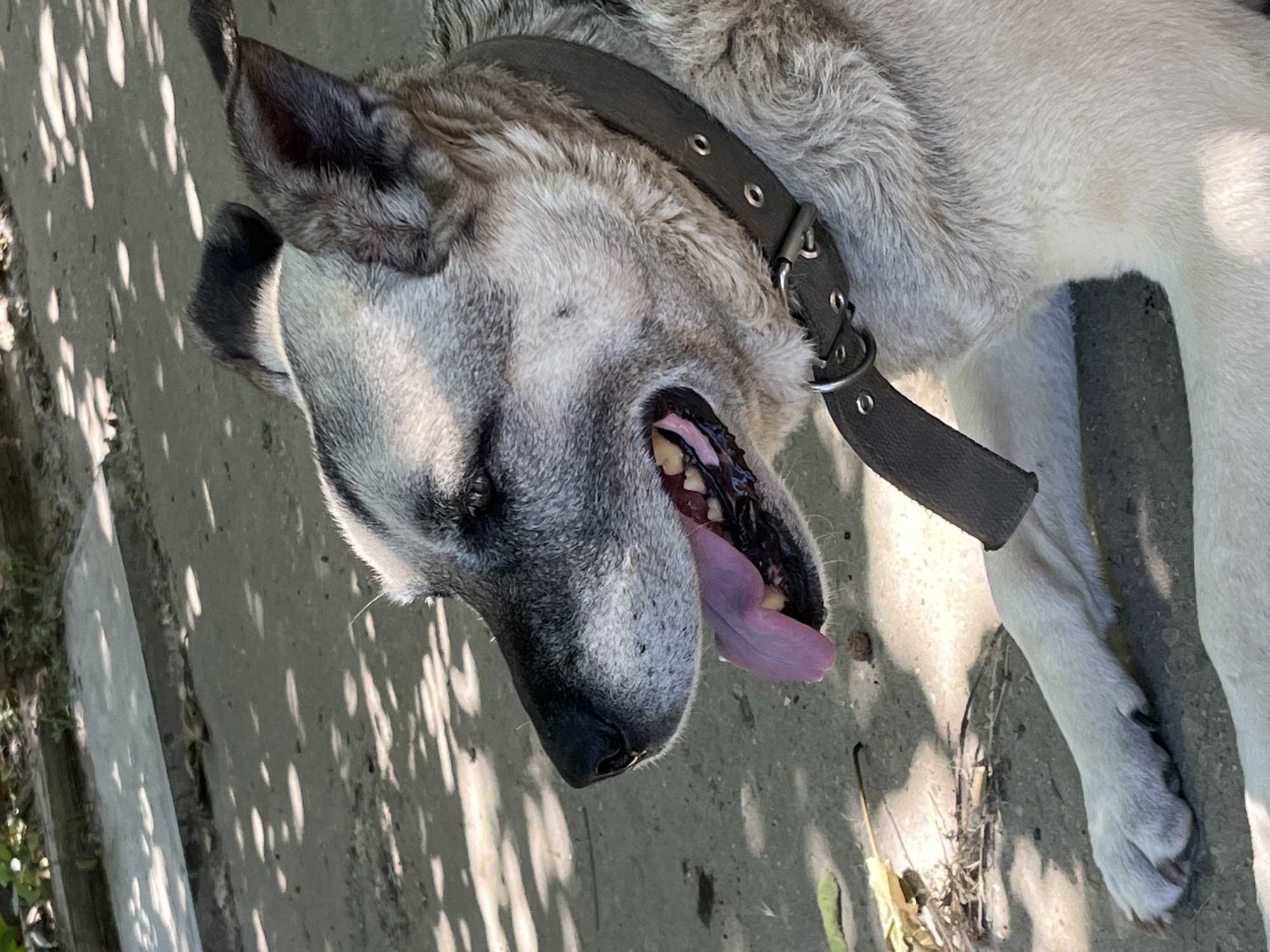 A medium shot, taken outdoors on a sunny day in Krasnyye Barrikady, Russia, shows a light-colored dog with grey markings on its head and ears. The dog is lying on a concrete surface dappled with shadows from overhead foliage. Its mouth is open, tongue lolling out, revealing pink gums and teeth. The dog wears a dark collar with metal eyelets and a buckle. Leaves and twigs are scattered on the ground near the dog's paw.