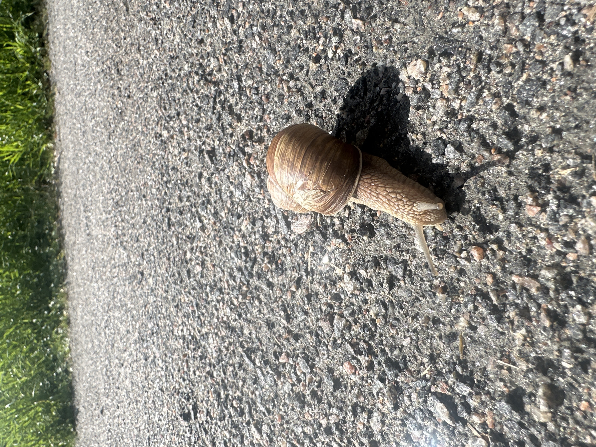 A snail with a brown, spiral shell is crawling on a gravel surface. Its body is pale and textured, and its antennae are extended. The ground is composed of small, dark grey and reddish-brown pebbles. In the upper portion of the image, out of focus, there is a strip of vibrant green grass under bright sunlight. The scene appears to be an outdoor environment, possibly a pathway or roadside, with evidence of natural vegetation adjacent to the paved area. The image does not contain any information about the city of Minsk, Belarus.