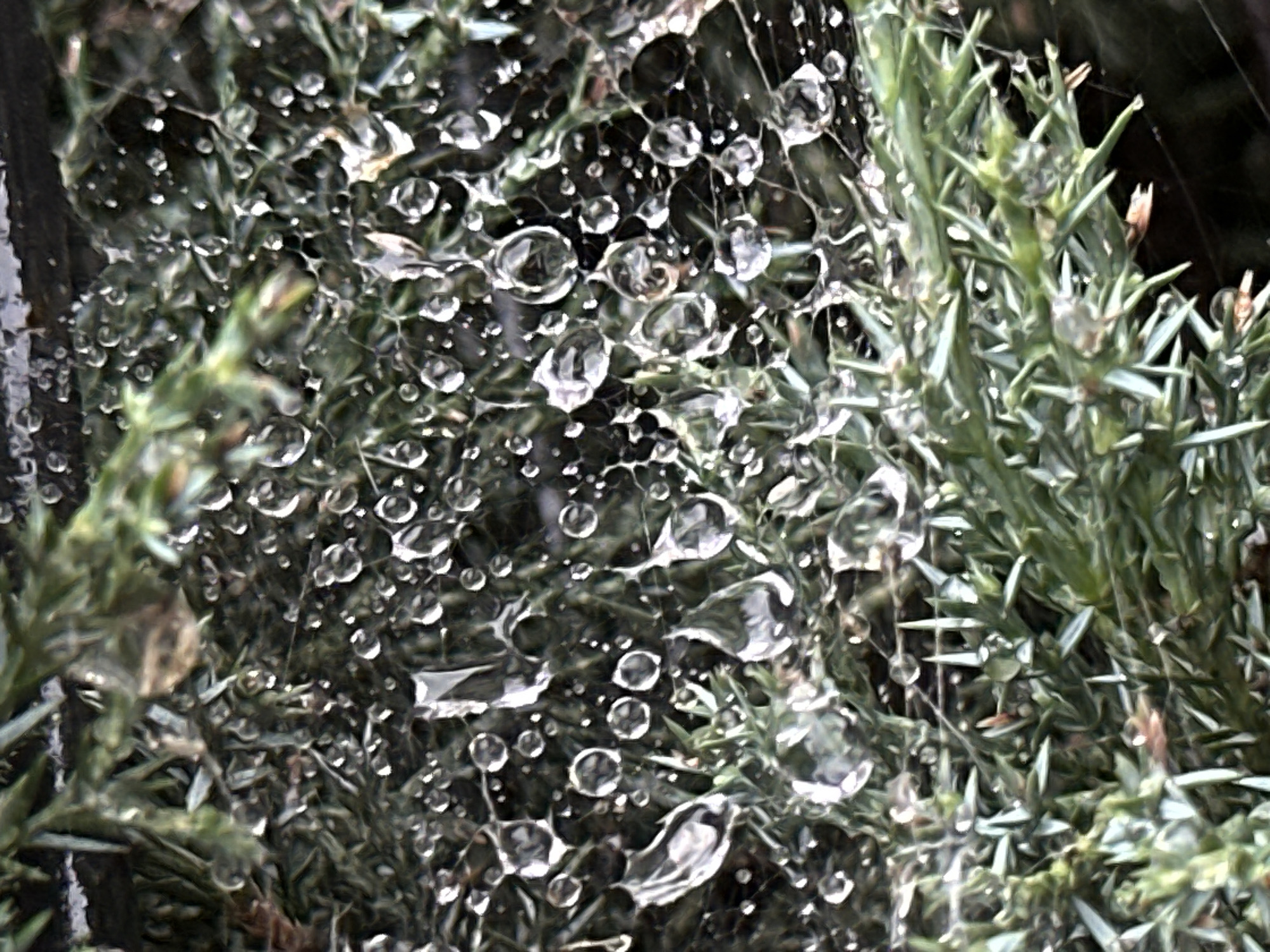 The image is a close-up, eye-level shot of a spiderweb covered in water droplets, nestled amongst the needles of a green coniferous plant, likely juniper. The focus is on the intricate details of the web, with numerous spherical and elongated water droplets reflecting light, creating a sparkling effect. Some droplets are large and distorted, while others are small and perfectly round. The green needles of the plant provide a textured backdrop, with their sharp points contrasting with the soft curves of the water droplets. The lighting appears to be natural, possibly overcast or diffused, as there are no harsh shadows. The overall impression is one of natural beauty and delicate detail. There are no people or any signs of human activity in the image. The location in the city of Lobacheve, Ukraine, is not discernible from the visual content of the image itself.