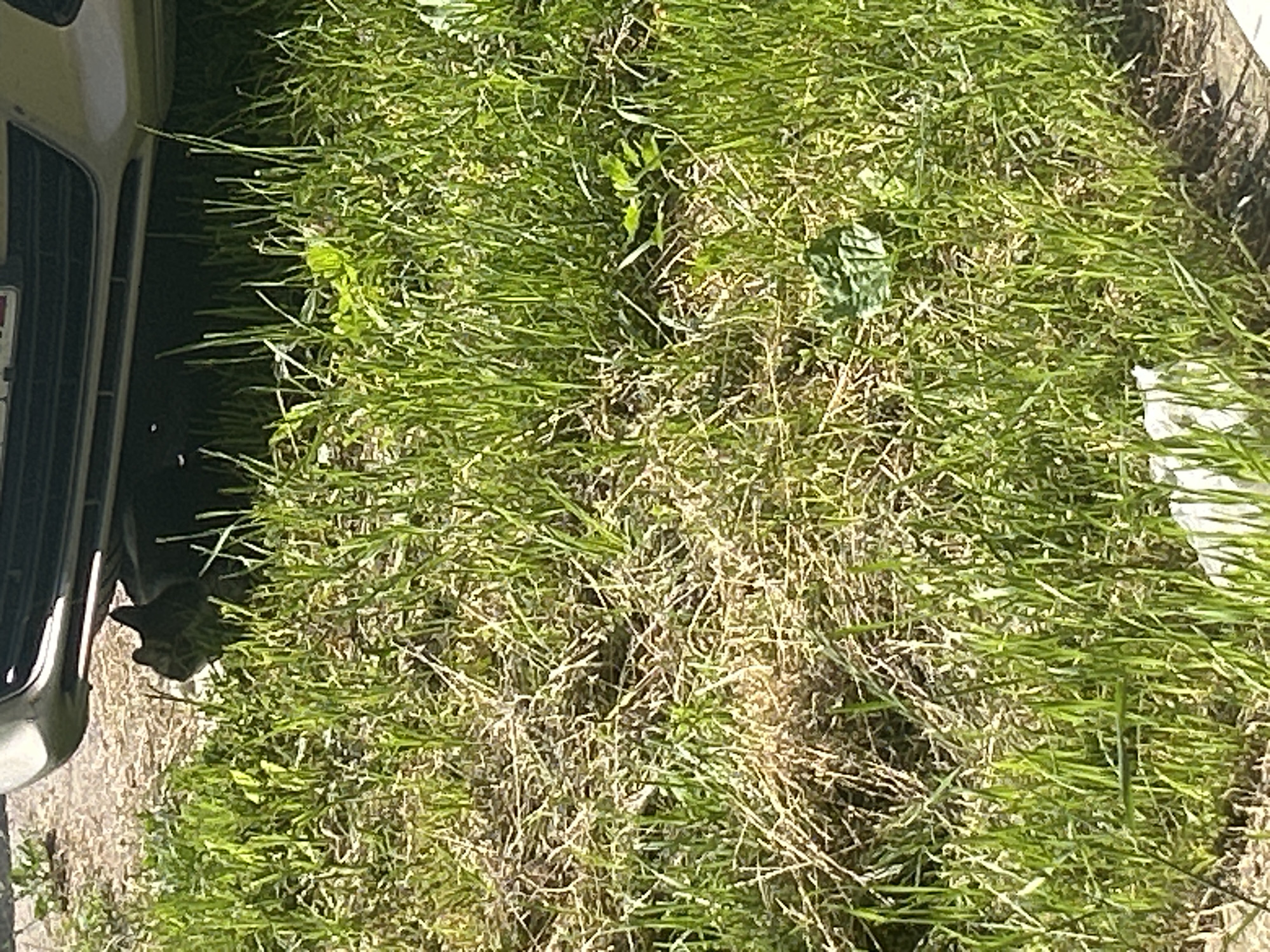 A grey cat is partially hidden under the front bumper of a silver car parked on a dirt and grass area. The cat is looking towards the right side of the frame. The grass is tall and green in some areas, and dry and brown in others. There is some dry brush and leaves on the ground. In the background, the car's undercarriage and front grill are visible. The scene appears to be in an outdoor urban setting, likely in Posyolok Imeni Morozova, Russia, given the context.
