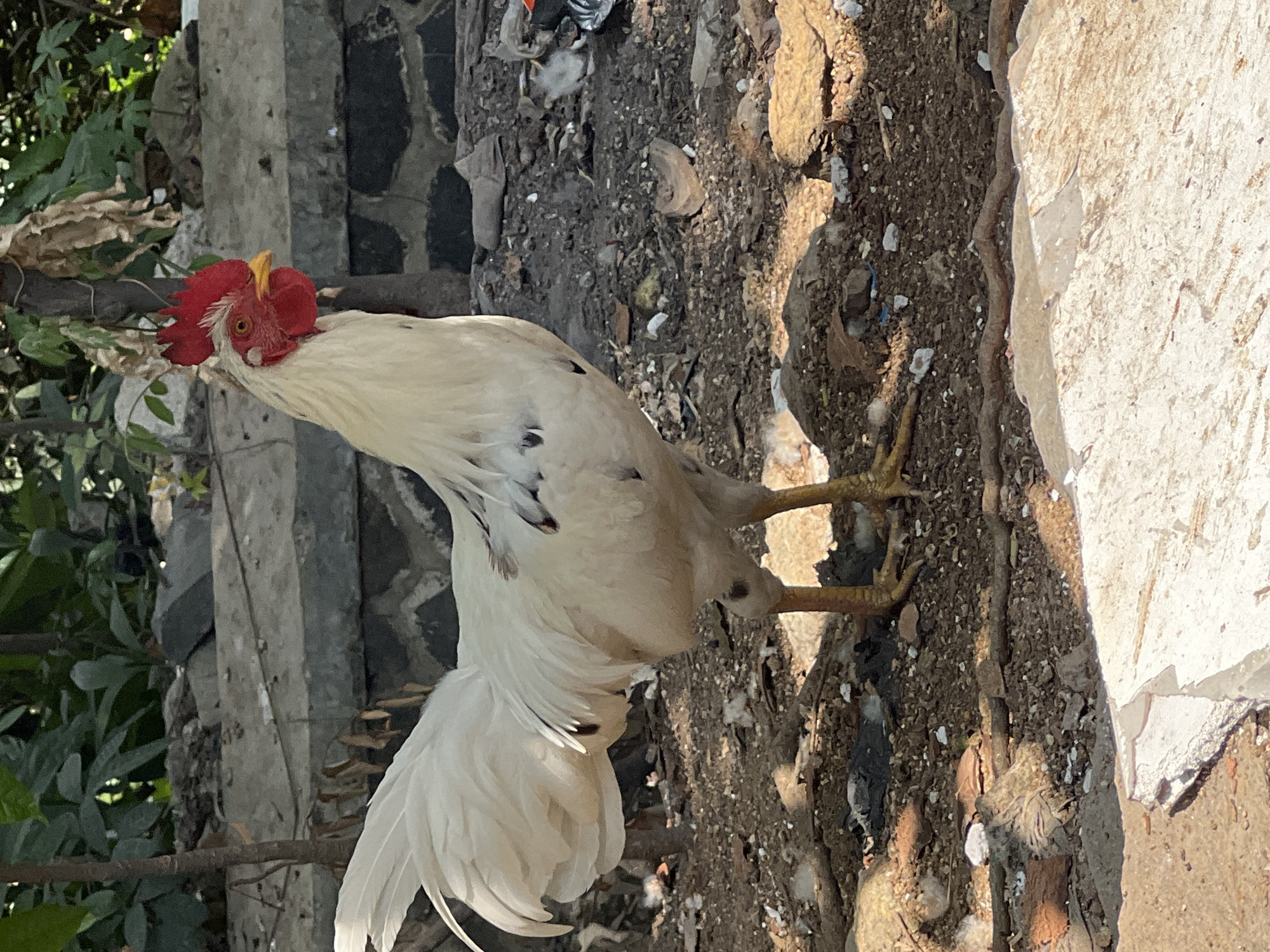 An adult white rooster stands facing right in a yard. It has a red comb and wattles, a yellow beak, and yellow legs. Its tail feathers are predominantly white with some black markings. The ground is covered in dirt, small rocks, and debris, including some scattered white feathers. In the background, there is a stone wall and lush green foliage. The lighting suggests it is daytime. The image was captured in Klapanunggal, Indonesia.