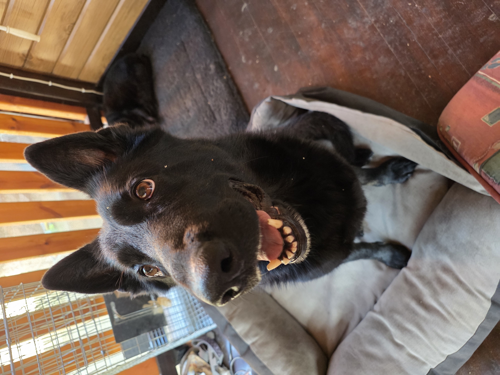 A black German Shepherd is sitting in a dog bed indoors, facing the camera with its mouth open and tongue visible. The dog has large, alert ears and brown eyes. There are small white specks on its fur. In the background, a grey mat is on the floor next to a wooden wall and vertical wooden slats. To the left, a wire dog crate is visible. Another dark-colored dog, possibly a puppy, is lying down on the mat in the background. The floor appears to be made of dark wood planks. The scene is lit by natural light.