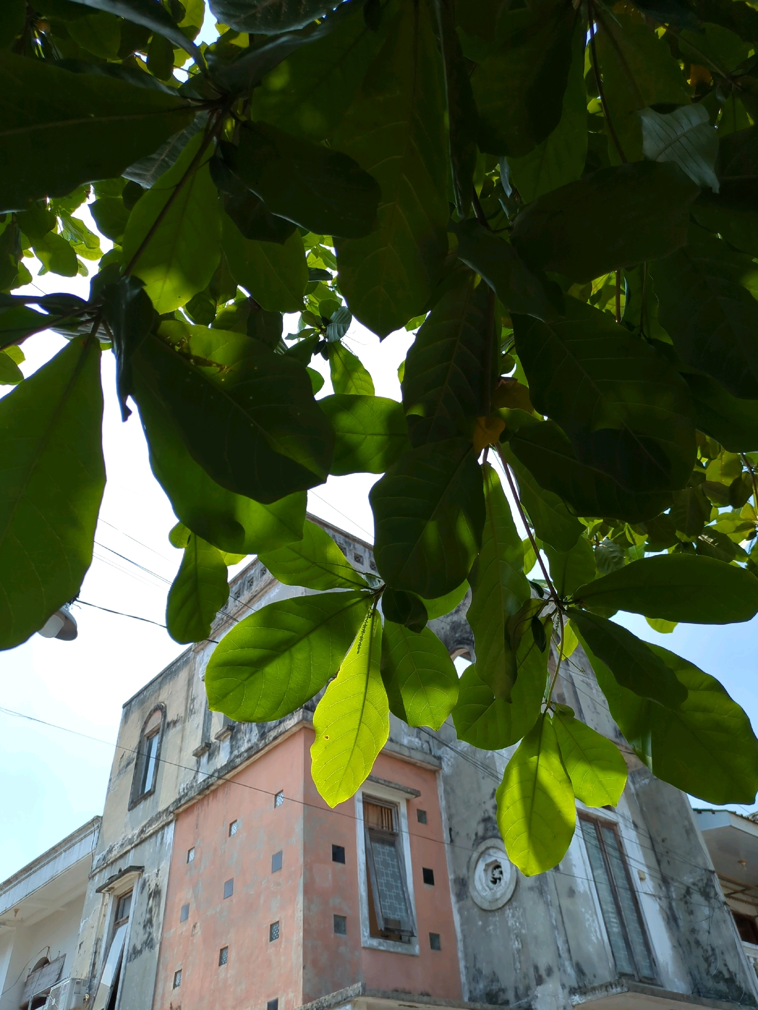 The image captures a low-angle view of a building in Surakarta, Indonesia, with lush green leaves of a tree dominating the foreground. The building appears to be older, with a textured, weathered facade. A section of the building is painted a muted orange or salmon color, contrasted with areas of grey concrete. Several windows are visible, some with wooden frames and glass panes, others with more abstract or decorative elements. The architectural style suggests a residential or mixed-use property. The leaves are dense, with some catching the sunlight, creating bright highlights and casting shadows. The sky is visible through the foliage, appearing clear and blue. Electrical wires are strung across the scene, typical of urban environments. No people or specific actions are depicted. The overall impression is one of nature interacting with man-made structures in an urban setting.