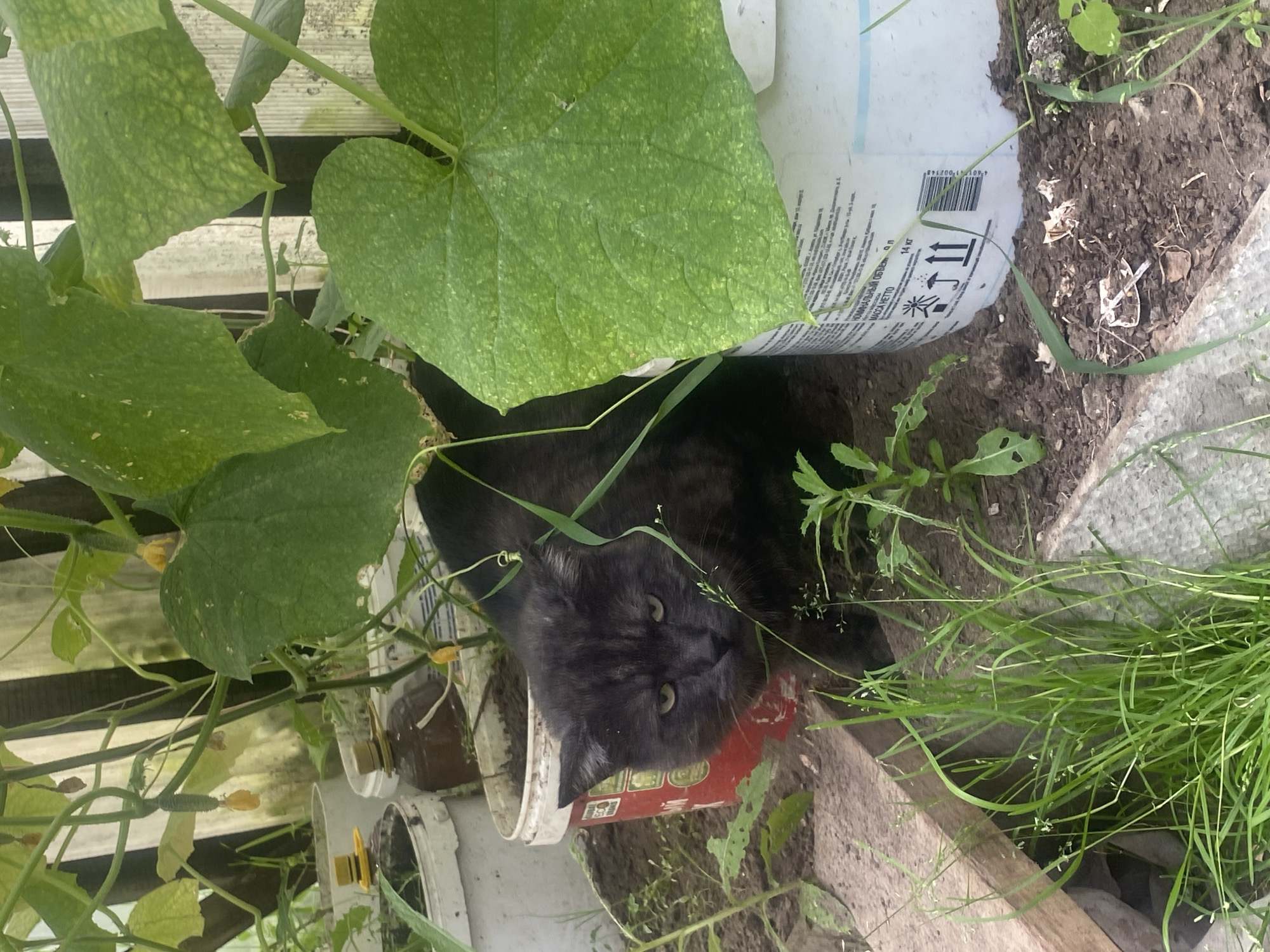 A dark-colored cat with lighter brown and black tabby markings is positioned in the foreground of the image, partially hidden by green foliage. The cat's face is turned towards the camera, and it has greenish-yellow eyes. It is situated amidst tall green grass and appears to be in a garden or outdoor setting. In the background, there are several white and red plastic containers, along with green cucumber plants and a wooden fence. The ground is covered in dark soil. The scene is outdoors, with natural light illuminating the area. The location is identified as the city of Nyagan, Russia.