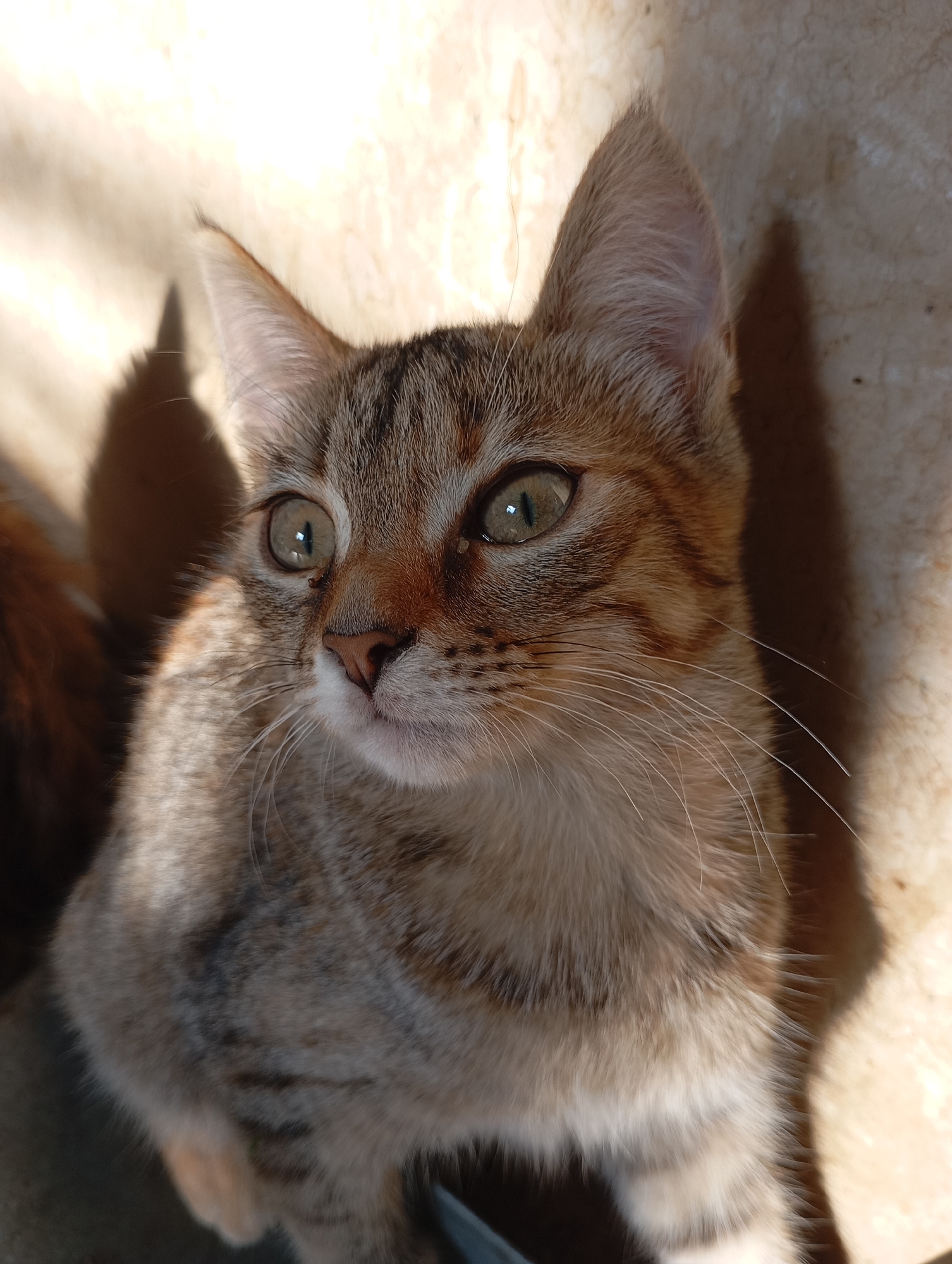 A close-up, eye-level shot captures a tabby kitten with striking green eyes, looking towards the left of the frame. The kitten's fur is a mix of brown, gray, and black stripes, with lighter fur around its muzzle and chest. Its ears are pointed, and its whiskers are prominent and white. The background consists of a textured, light-colored wall, with dappled sunlight creating shadows on the wall and across the kitten's fur. A hint of another animal's fur, reddish-brown in color, is visible on the far left of the image. The scene appears to be outdoors, possibly on a sunny day, given the harsh shadows. The kitten is the sole, clearly identifiable subject in the foreground. There are no discernible landmarks or elements that would place this image specifically in the city of Фоки, Russia; it depicts a common domestic animal in a typical outdoor setting.