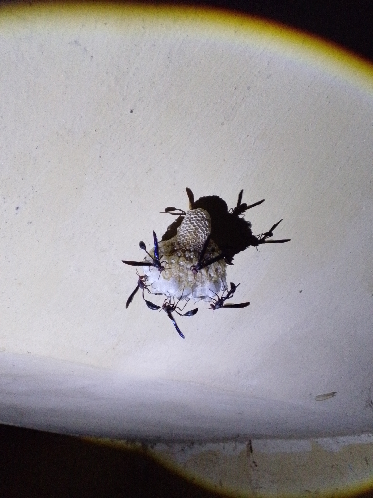A nest of wasps is attached to a light-colored ceiling, likely in an indoor or sheltered outdoor space. Several black wasps, with some iridescent blue coloring, are visible on and around the nest, which appears to be made of a papery material. The nest is roughly oval-shaped with a hexagonal cell structure clearly visible. A circular light source is visible in the upper right quadrant of the image, casting a yellow and brown halo effect on the ceiling. The overall environment appears to be dimly lit, with the wasps and nest illuminated by the directed light source. The image was taken in Serti, Nigeria.