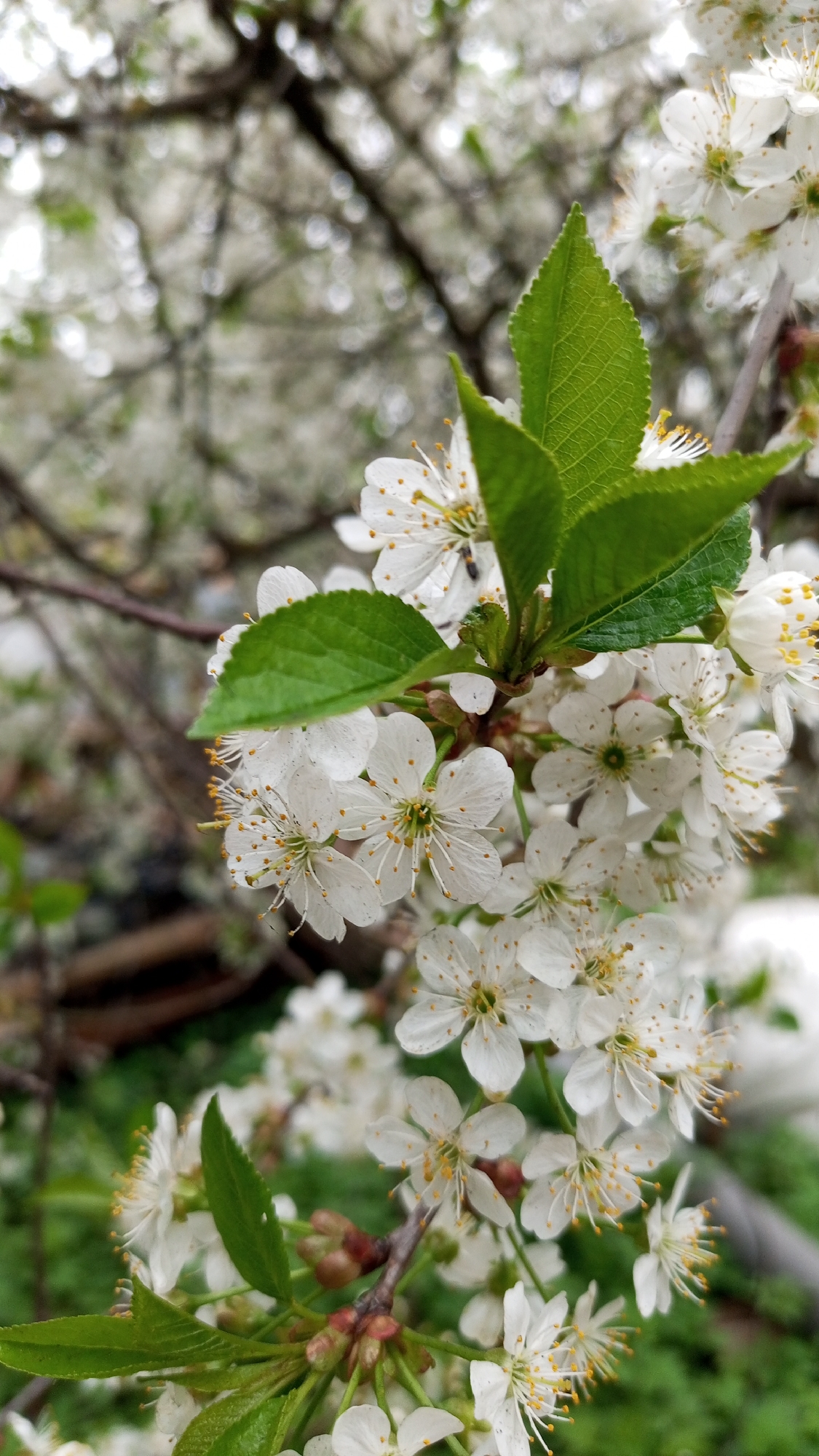 The image shows a close-up of a flowering tree branch in Юдино, Russia. The branch is covered in small white blossoms with yellow stamens. Several green leaves are interspersed among the flowers. The background is blurred, showing other branches and blossoms. The overall environment appears to be a garden or park.