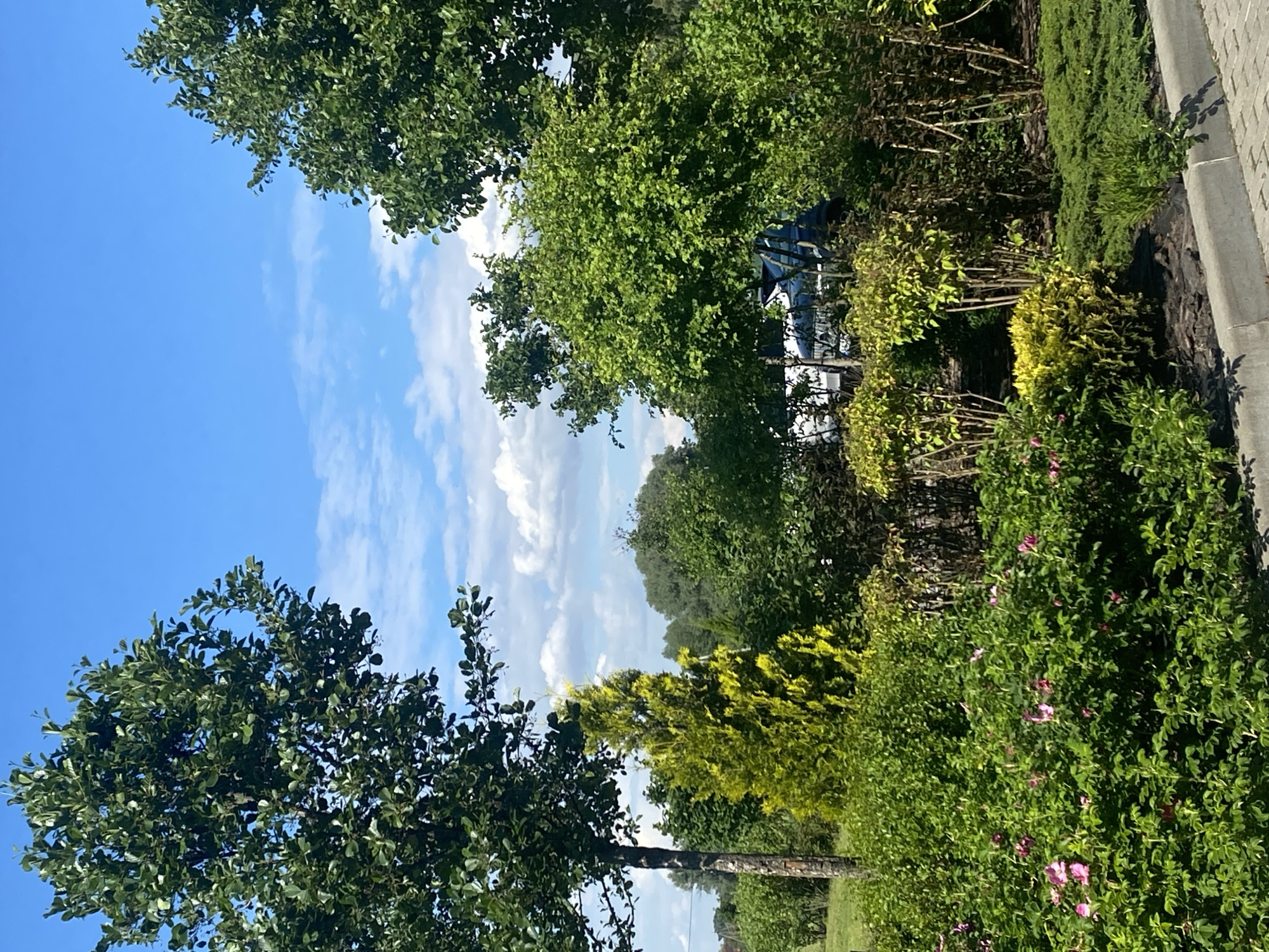 In the city of Rozhny, Ukraine, a lush green garden scene unfolds under a bright blue sky dotted with white clouds. The foreground is dominated by a dense arrangement of plants, featuring vibrant green bushes with scattered pink flowers. To the left, a mature tree with a textured bark stands tall, its branches laden with dark green leaves reaching towards the sky. Adjacent to it, a striking, bright yellow-green evergreen tree adds a contrasting splash of color.
Behind these plants, a variety of other trees and shrubs create a layered effect, with varying shades of green foliage. In the mid-ground, partially obscured by the greenery, a dark-colored vehicle is visible, with its rear door open. The background reveals more trees and hints of a fence, suggesting a suburban or park-like setting. The ground cover appears to be a mix of dark mulch and manicured green grass. The image is captured from a low angle, emphasizing the abundance of vegetation and the expanse of the sky.