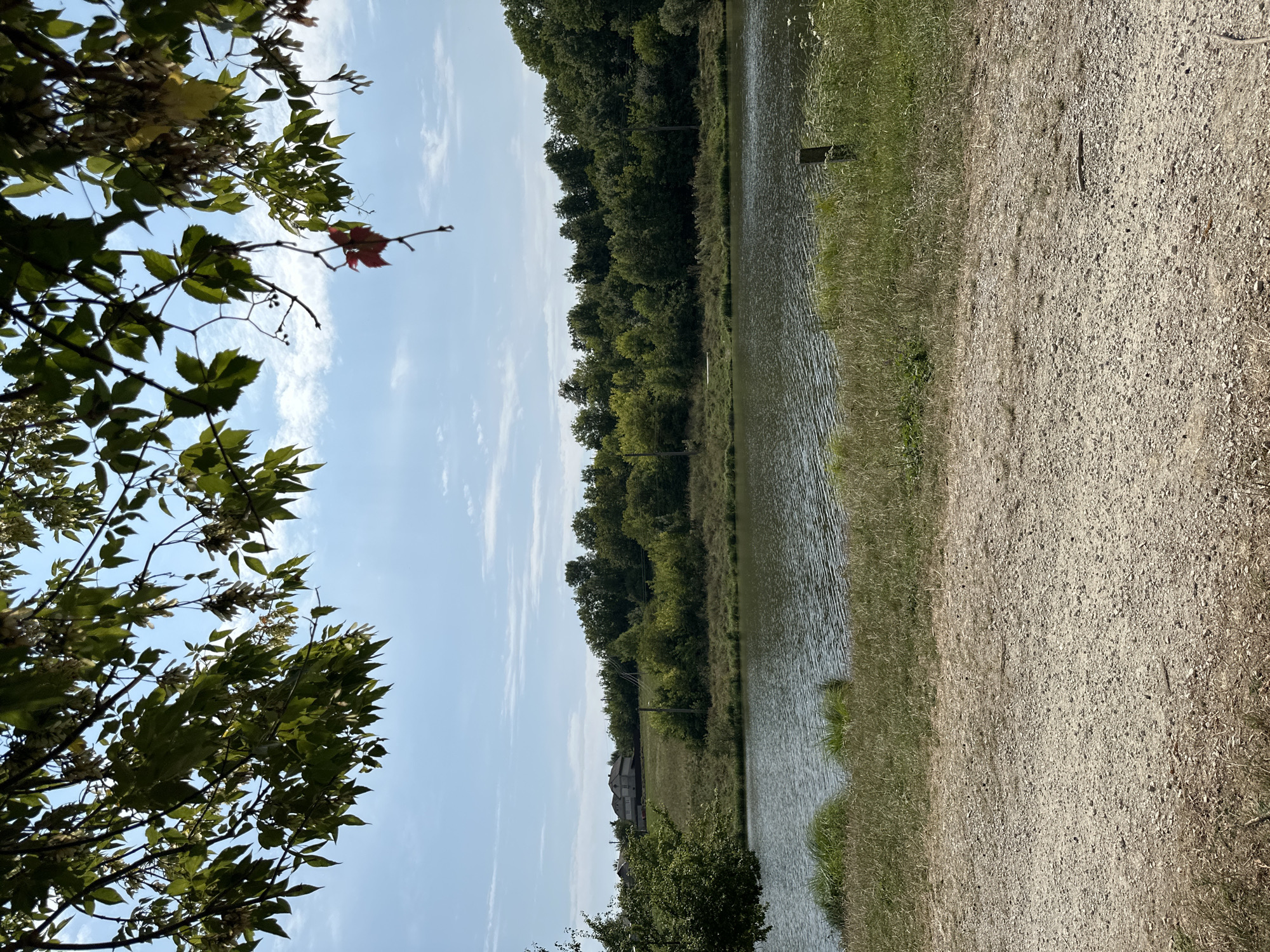 The image depicts a serene natural landscape, likely on the outskirts of Makiv, Ukraine. In the foreground, a gravel path leads towards a body of water. The water's surface is gently rippled, reflecting the light. Along the water's edge, tall grasses and reeds grow, with a few small white flowers visible. A wooden post stands partially submerged in the grass near the water.
Beyond the water, a lush green treeline stretches across the horizon, forming a dense forest. On a gentle slope above the trees, several houses are visible, suggesting a small settlement or rural area. The sky above is a bright blue with scattered white clouds, indicating a pleasant day.
Overhanging the scene from the top of the frame are the branches and leaves of a tree, with some of the leaves displaying autumn colors, specifically a single red leaf hanging prominently. The overall impression is one of peaceful rural beauty.