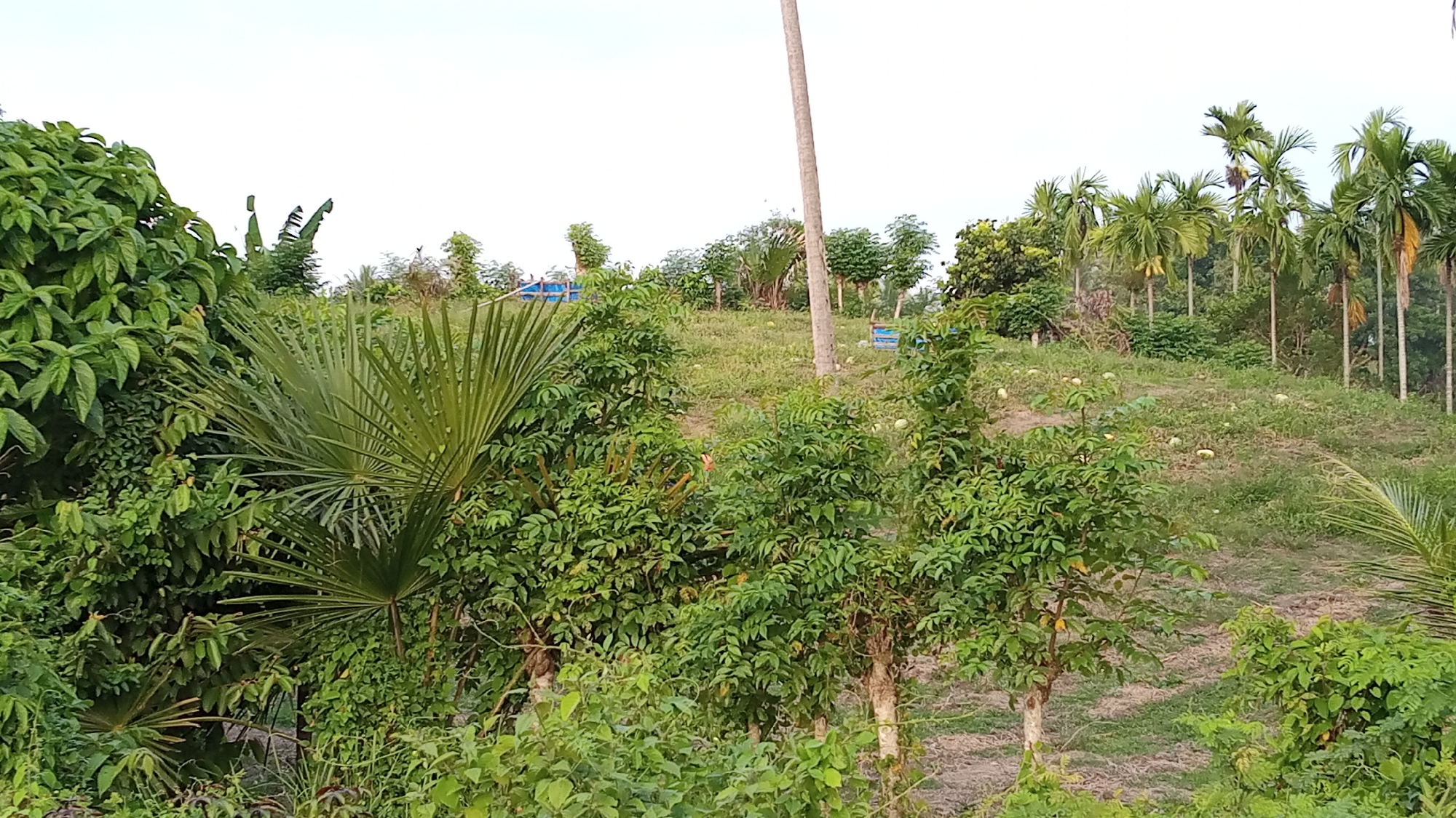 A bright, overcast sky forms the backdrop for a lush, green hillside dotted with scattered trees and vegetation in Uteunreutoh, Indonesia. In the foreground, dense foliage with broad, fan-shaped leaves dominates the left and center of the frame. To the right, several young trees with abundant green leaves grow, some with visible wooden trunks. A tall, thin, pale brown pole, possibly a utility pole or a marker, stands vertically in the middle ground. The hillside itself is covered in patchy grass and dry earth, with some rounded, light-colored objects, possibly fruit or gourds, scattered on its surface. In the background, a line of tall, slender palm trees stretches across the horizon, their fronds reaching towards the sky. There are no people or animals visible in the image. The overall impression is one of abundant natural growth and a rural landscape.