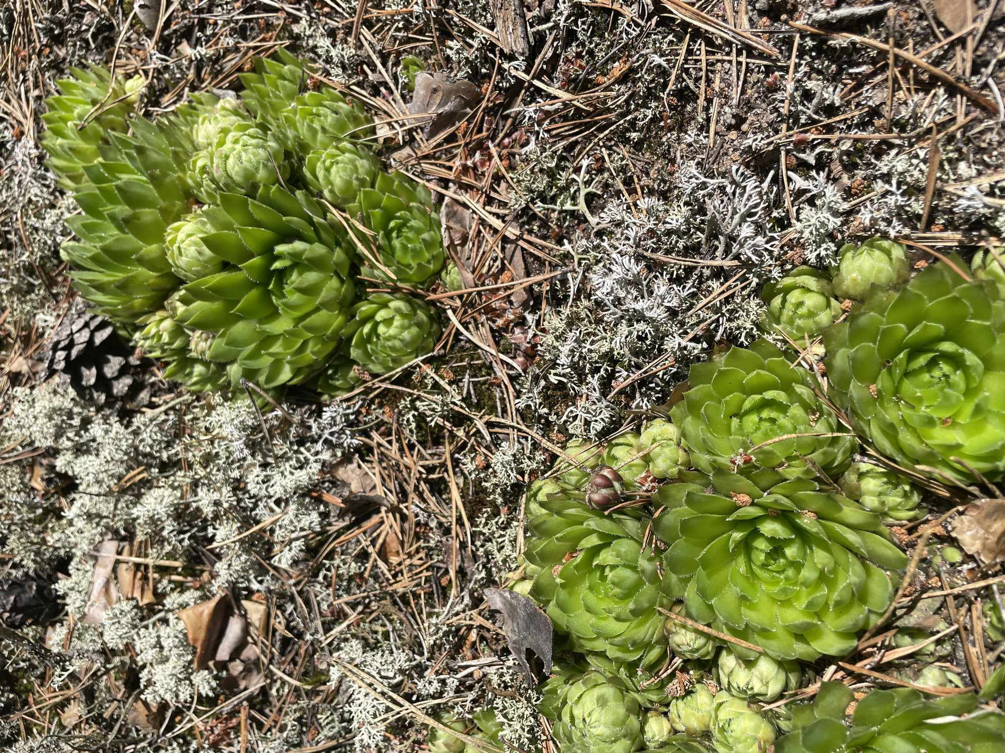 A close-up, overhead shot captures two clusters of vibrant green succulents growing on the forest floor. The succulents are the main subject, with their tightly packed, rosette-shaped leaves creating a textured appearance. They are surrounded by a natural environment consisting of dry pine needles, pine cones, grey lichen, and a few scattered brown leaves. The ground appears to be soil. The lighting suggests it is daytime, with sunlight casting shadows and highlighting the textures of the plants and forest floor. The scene appears to be a natural outdoor environment, likely a forest or wooded area. There are no people or man-made objects visible in the image. This image likely depicts a scene from the natural landscape of Turovo, Russia, characterized by coniferous forests and the presence of hardy ground cover plants and lichens.