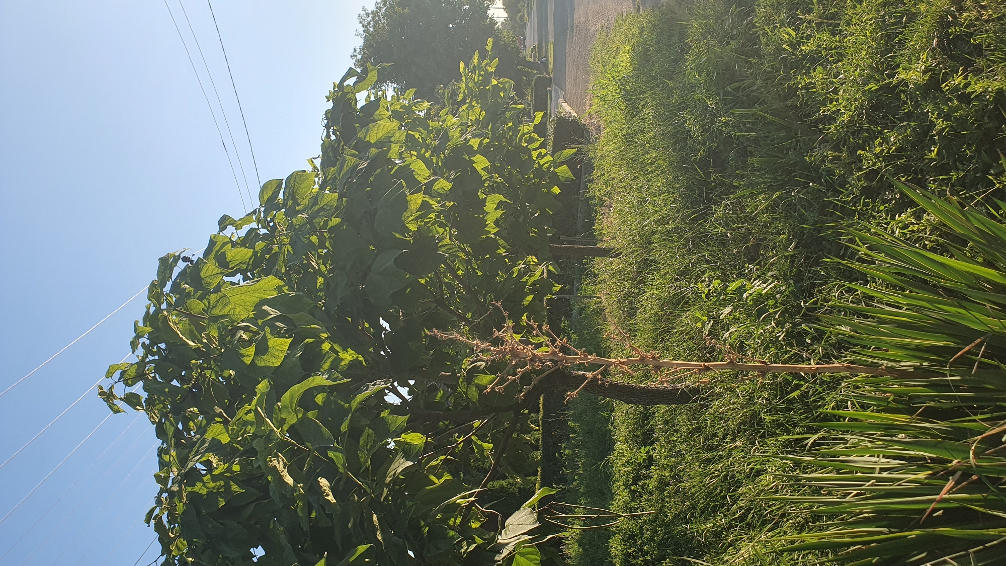 The image captures a tree with large, green leaves and a clear blue sky in the background. Several power lines are visible stretching across the sky. In the foreground, there is tall grass and a smaller, bare plant stalk. The scene appears to be an outdoor, possibly park-like setting, with a paved area and more trees visible in the distance. There are no people or animals present in the frame.