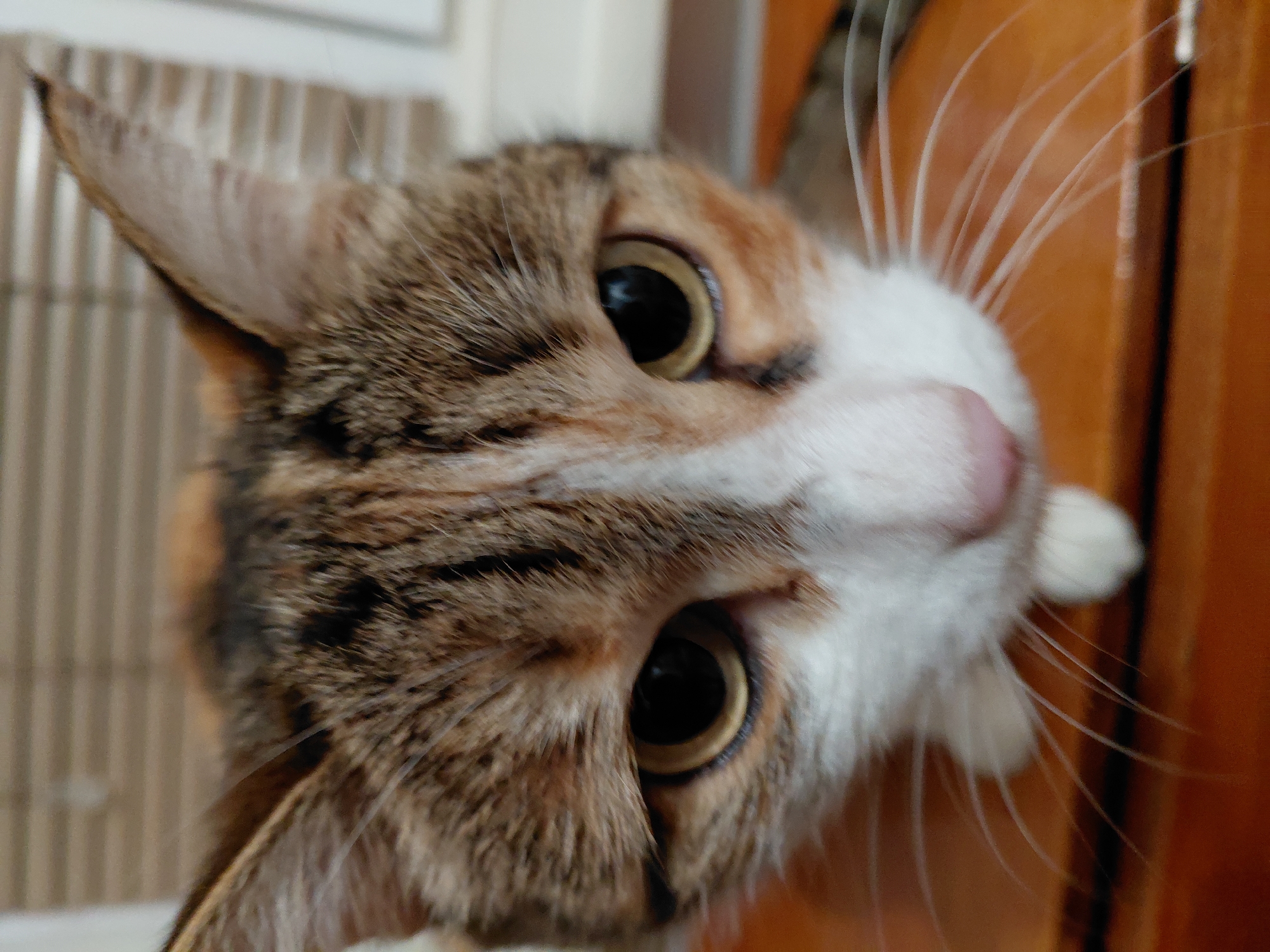 A close-up, low-angle, head-on shot captures a tortoiseshell and white cat with large, dark eyes and prominent white whiskers. The cat's head fills the frame, with its fur displaying a mix of brown, black, and orange tabby markings and white fur around its face and chest. The background is blurred, showing horizontal blinds on a window and a wooden surface on which the cat is resting. The setting is indoors, likely a home in the village of Sotnikovo, Russia.