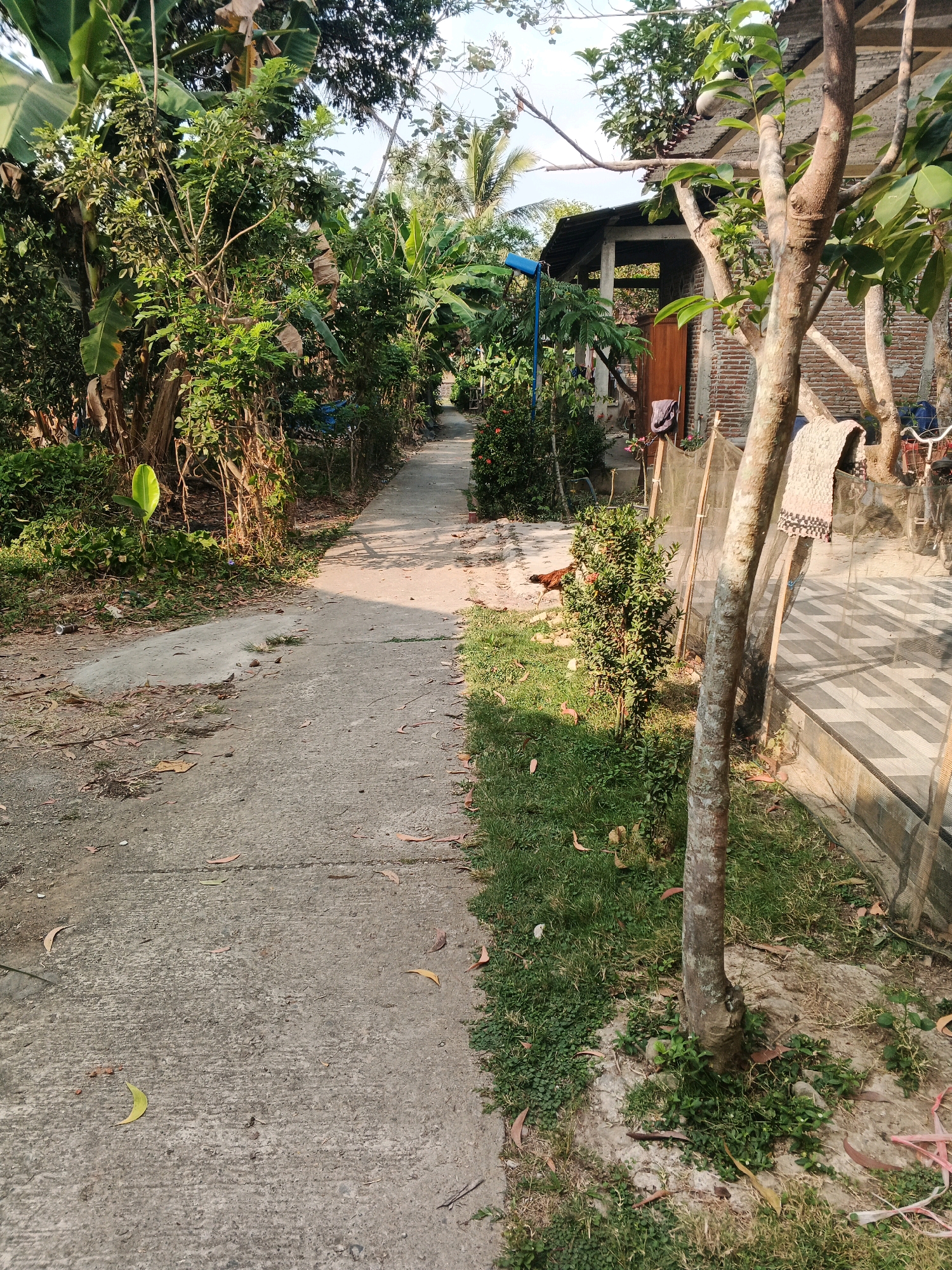 The image depicts a pathway in Karangjengkol, Indonesia, bordered by lush vegetation and a building. A concrete path runs through the center of the frame, curving slightly to the left. To the left of the path, dense foliage includes banana trees and other leafy plants. To the right, the path is edged by a well-maintained lawn, a small bush, and a tree with rough bark. Beyond the lawn and bush, a building with a brick exterior and a metal roof is visible. A wooden door is present on the building's facade. A light-colored fabric is draped over a fence in front of the building. The ground is littered with fallen leaves. The sky is clear and bright, suggesting a sunny day. A chicken is visible foraging on the grass near the bush.
