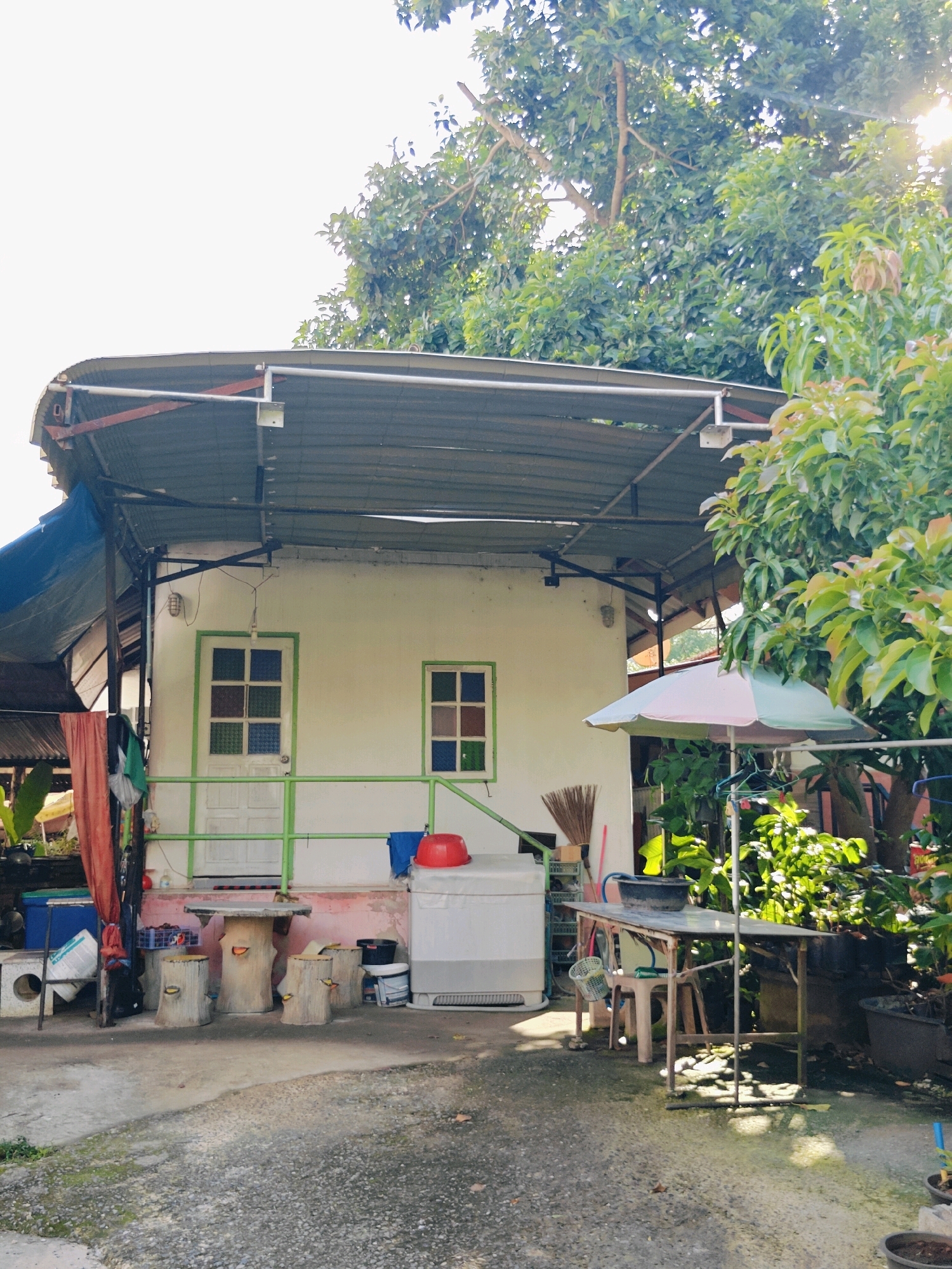The image depicts a cluttered outdoor scene in Khao Yai, Thailand, dominated by a small, light-colored house with a corrugated metal roof extension supported by metal poles and a blue tarp. The house has a white exterior, a green-trimmed door with stained-glass panels, and a matching green-trimmed window. A green metal railing runs along a small porch area.
In front of the house, there is a table with four log-shaped seats, arranged on a concrete surface. To the right of the table, a white washing machine is visible, and further to the right, a metal table is set up with various objects, including an umbrella, a black basin, and several plants in pots. A broom leans against the wall near the washing machine.
The surrounding environment is characterized by abundant greenery, with trees and plants visible throughout the frame, some of which are illuminated by sunlight. Various items are scattered around the area, including plastic crates, buckets, laundry hanging on a rack, and a blue cooler. The ground is a mixture of concrete and asphalt. The overall impression is one of a lived-in, functional outdoor space in a tropical setting.