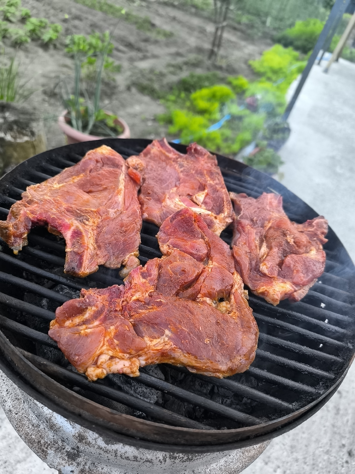 Four cuts of marinated red meat are actively grilling on a circular charcoal barbecue. The raw or partially cooked meat, which appears to be pork steaks or chops, is covered in a reddish-orange spice rub and rests on black metal grates. Wisps of smoke are rising from the grates, indicating active cooking over visible glowing charcoal beneath. The barbecue unit features a worn, metallic base.
The scene is outdoors, set in a rural or garden environment in Priseltsi, Bulgaria. In the blurred background to the left, tilled, light-colored soil is visible with sparse green vegetation, alongside a terracotta pot containing upright green plants, possibly chives or scallions, and a rough wooden stump. To the right, dense green foliage is present next to a concrete or paved surface and a dark, vertical metal support structure. No individuals are depicted in the frame.