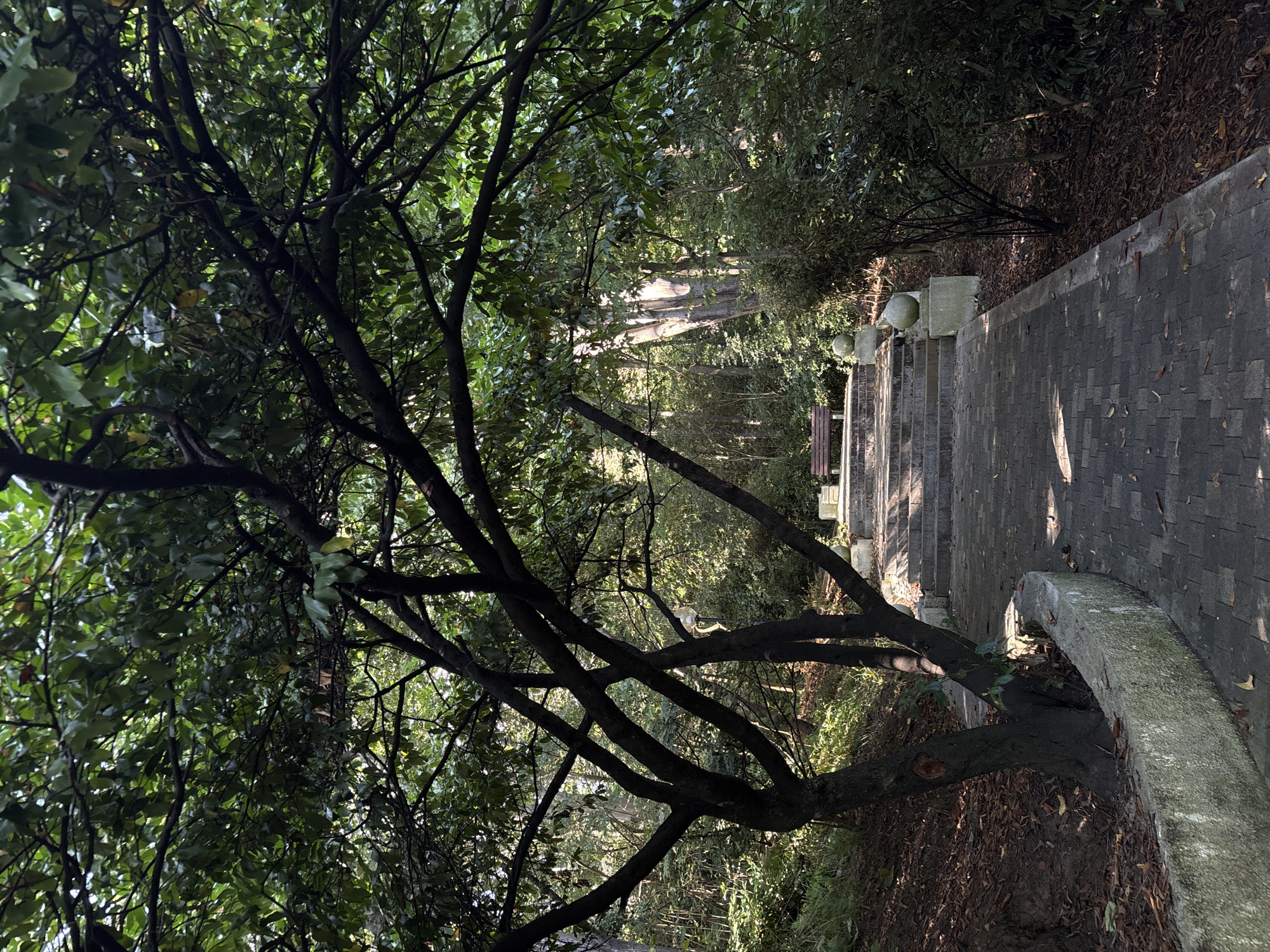 The image depicts a stone pathway leading up a set of stairs in a park, likely in the city of Sochi, Russia. Lush green trees with dark branches overhang the pathway and stairs, casting dappled shadows. The pathway is paved with rectangular bricks, and fallen leaves are scattered on the ground. At the top of the stairs, a wooden bench is visible, flanked by two round stone ornaments on pedestals. The surrounding environment appears to be a dense, wooded area with sunlight filtering through the trees.