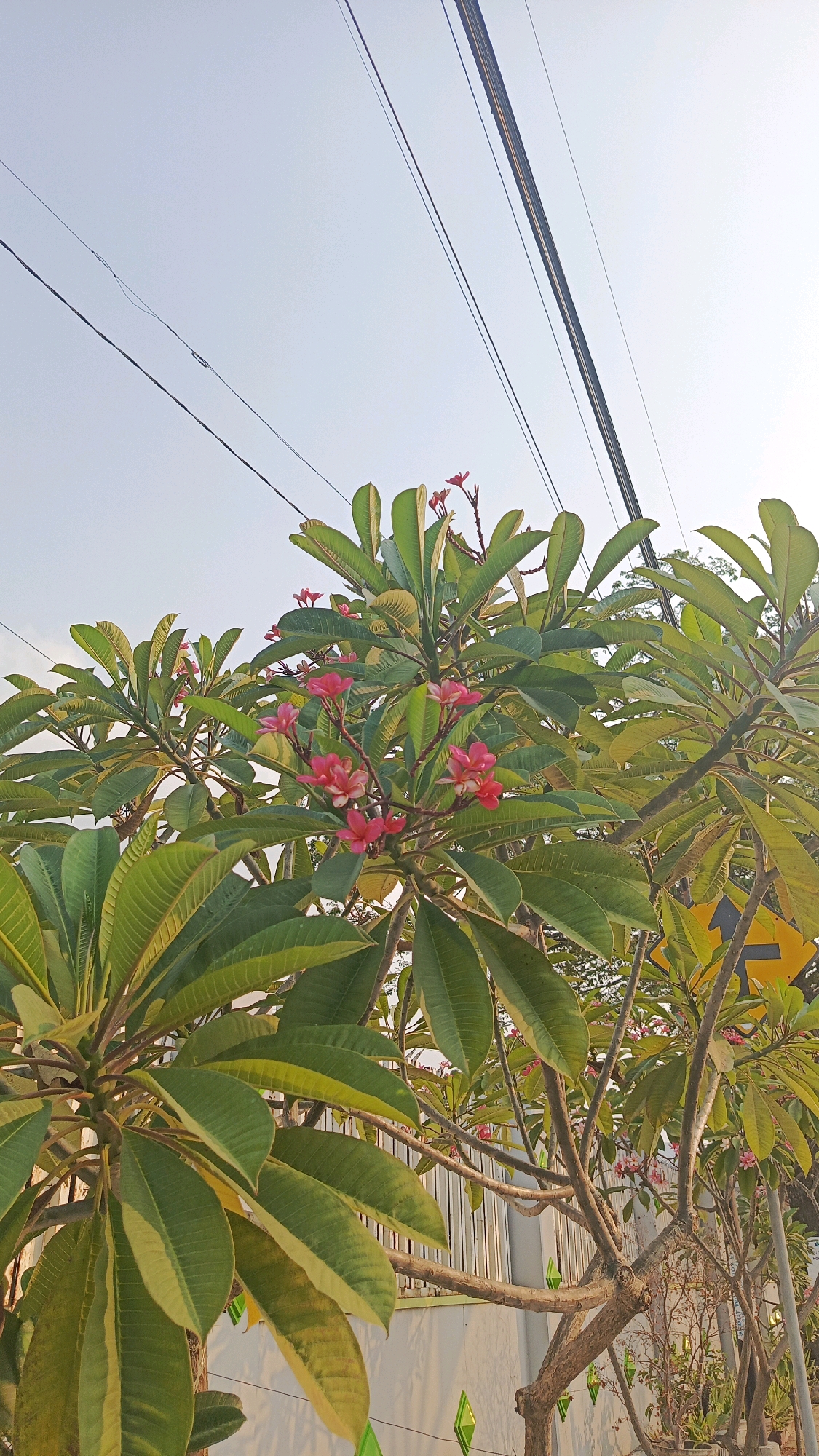 A medium shot captures a frangipani tree with pink flowers and large green leaves against a pale sky. The tree is in the foreground, with its branches and foliage filling much of the frame. Electrical wires are visible crisscrossing the upper portion of the image. In the background, a white fence and a yellow street sign with a black arrow are partially visible. The lighting suggests it is daytime, likely late afternoon given the warm light on the leaves. The scene appears to be outdoors, possibly in a residential or roadside area. The location is identified as Cekok, Indonesia. There are no people or animals present in the image.