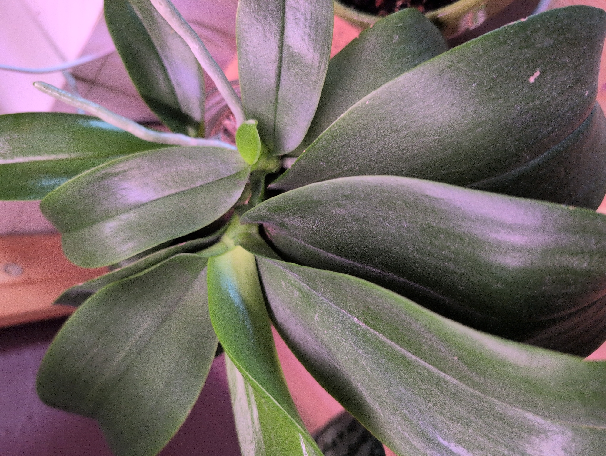 The image shows a close-up of an orchid plant's leaves and aerial roots, with a soft, purplish light illuminating the scene. The leaves are a deep green, with some appearing glossy and others with a matte finish. The texture of the leaves is smooth, and there are visible veins running through them. A few aerial roots, light green and slightly fuzzy, extend upwards and outwards from the center of the plant. The background is blurred and out of focus, suggesting a domestic setting. The lighting creates a gentle glow on the plant's surfaces, highlighting its natural beauty. The scene does not depict any specific location in Saint Petersburg, Russia, as there are no identifiable landmarks or contextual clues.