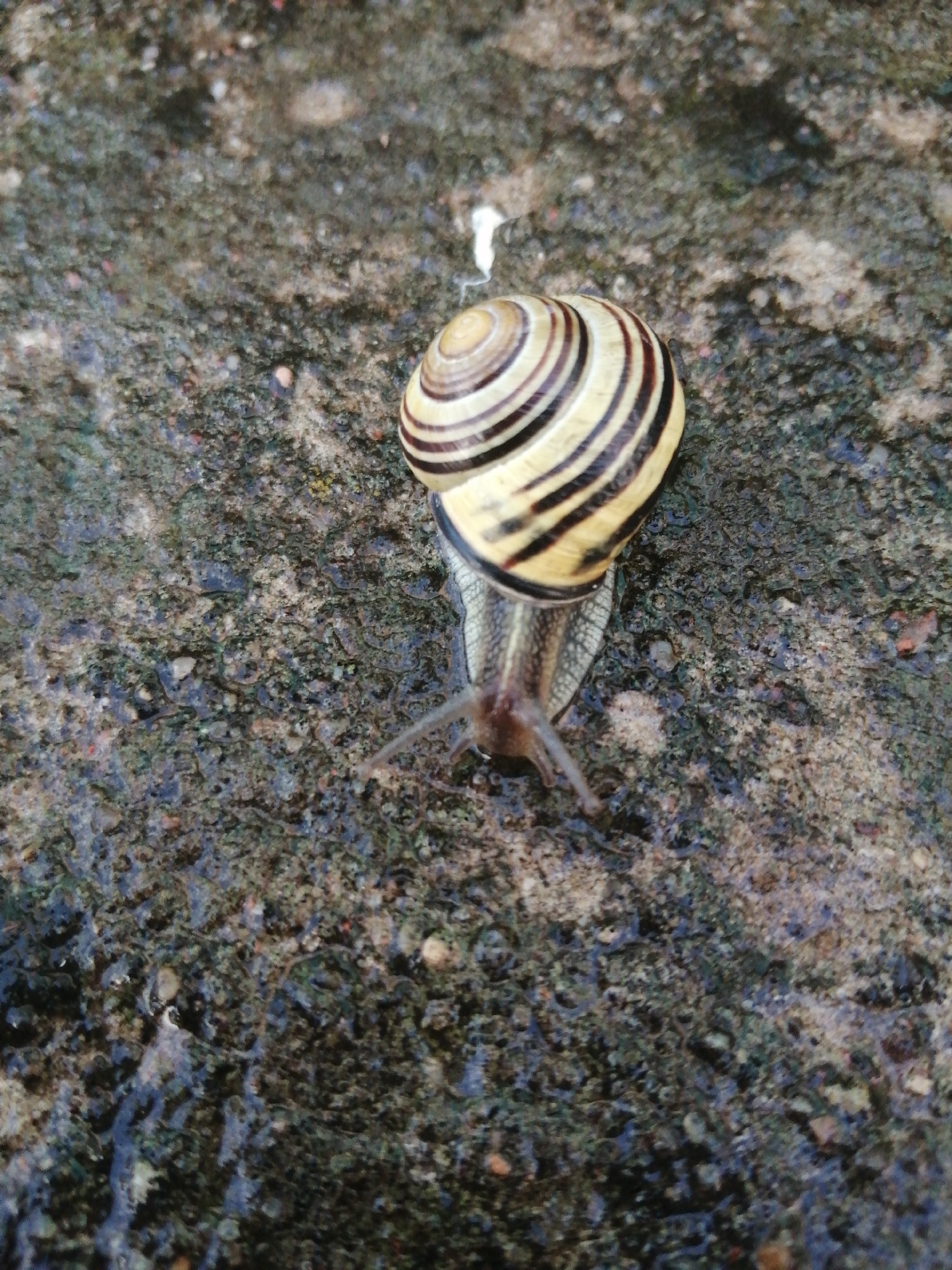 A snail is captured in a close-up shot, its shell exhibiting a pattern of alternating light and dark brown stripes. The snail's body, a pale gray, is partially extended from the shell. It appears to be moving across a wet, coarse-textured surface that resembles asphalt or concrete, with small pebbles and moisture visible. The lighting suggests an outdoor setting, possibly after rain, with the wet surface reflecting some ambient light. The image is taken from a top-down perspective. No people or buildings are visible, and no specific location in Slonim, Belarus can be inferred from the visual information provided.