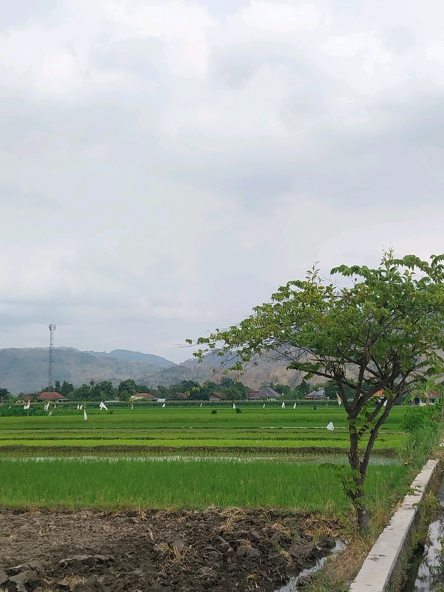 The image depicts a vast expanse of lush green rice paddies in Cucukan, Indonesia, under a cloudy sky. In the foreground, a patch of freshly tilled, dark brown soil borders a narrow concrete channel filled with water, reflecting the overcast sky. A young tree with vibrant green leaves stands to the right of the frame, its branches reaching towards the sky.
Beyond the tilled earth, the rice paddies are meticulously cultivated, with rows of young rice plants in various shades of green, some submerged in shallow water. Scattered throughout the fields are numerous white flags, likely used to deter birds from damaging the crops.
In the middle ground, a line of houses with terracotta roofs can be seen nestled amongst dense foliage, suggesting a small village or settlement. A tall telecommunications tower stands prominently on a distant hillside, overlooking the landscape.
The background is dominated by rolling hills and mountains, their slopes covered in a mosaic of green vegetation and dry earth, indicating a potentially dry season in some areas. The overall atmosphere is serene and rural, showcasing the agricultural beauty of the Indonesian countryside.