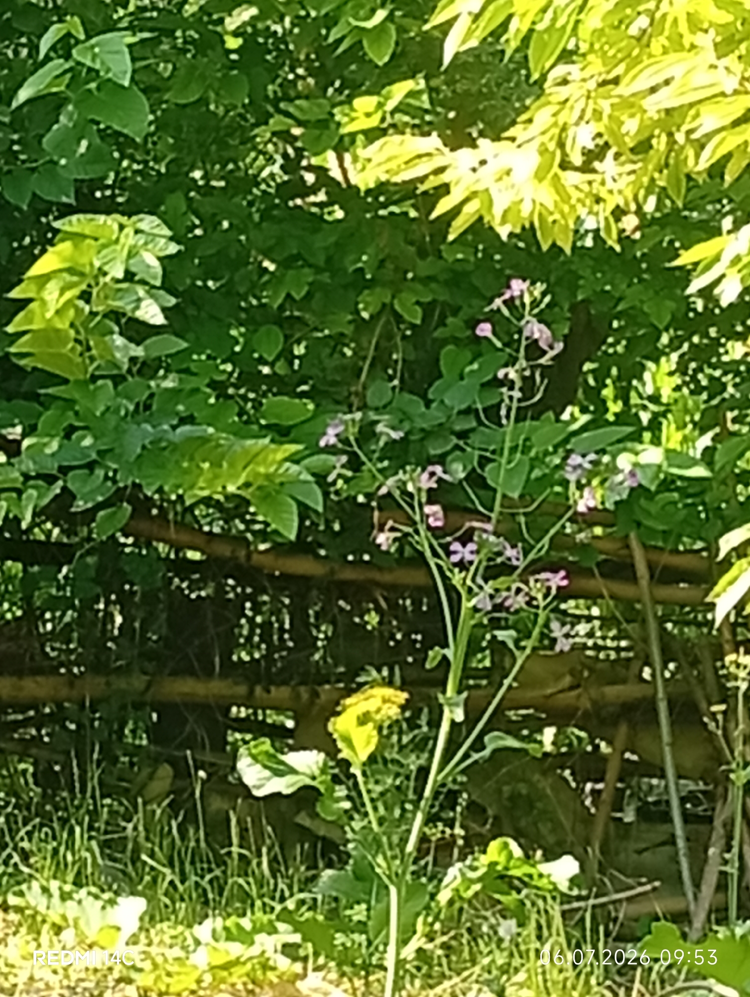 This is an outdoor, close-up, eye-level shot of a wild plant with small purple flowers and some yellow blossoms, growing amongst green foliage and grass. A wooden fence is visible behind the plant. The timestamp in the lower right corner of the image reads "06.07.2026 09:53", and the text "REDMI 14C" is visible in the lower left corner. The image appears to have been taken in Kenesh, Kyrgyzstan.