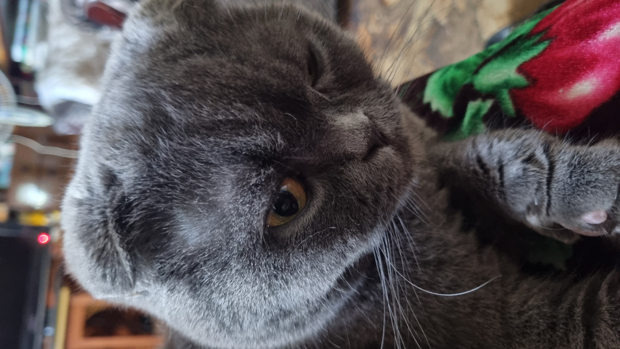 A close-up, eye-level shot shows a Scottish Fold cat with gray fur, its head tilted downwards. The cat's right eye is open and amber-colored, while its left eye is partially closed. Its whiskers are long and white. The cat is resting on a blanket with a red and green strawberry pattern. In the background, a dark-colored object, possibly a television screen with a red light, is visible, along with blurred furniture and a fan. The scene appears to be indoors, likely in a residential setting in Vysokoe, Russia. There are no humans visible in the image.