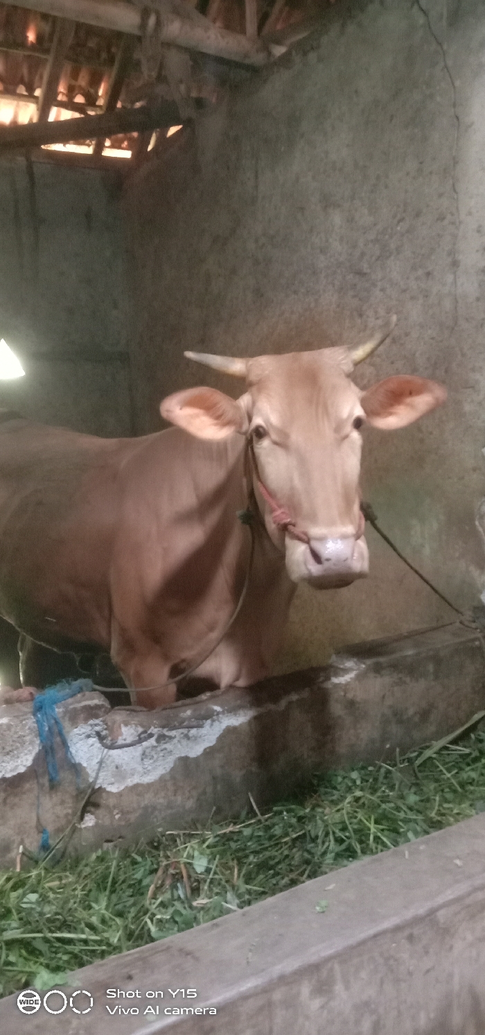 The image displays a light brown bovine, likely a cow or bull, with short, pale horns, standing inside an animal enclosure in Ranugedang, Indonesia. The animal faces forward, its head and upper body prominent in the frame. A red rope halter is secured around its muzzle, with a dark rope extending from it, indicating it is tethered or prepared for handling. The environment consists of rough, light-gray concrete or stucco-finished walls. Above, visible wooden rafters and reddish roof tiles suggest a simple, utilitarian structure, with natural light filtering through the roof. A gray concrete feeding trough runs across the lower foreground, filled with fresh green grass and leafy forage. A blue rope or fabric piece rests on the left side of the trough. The lighting within the enclosure is dim, characteristic of an indoor setting with limited illumination. No human presence is observed.