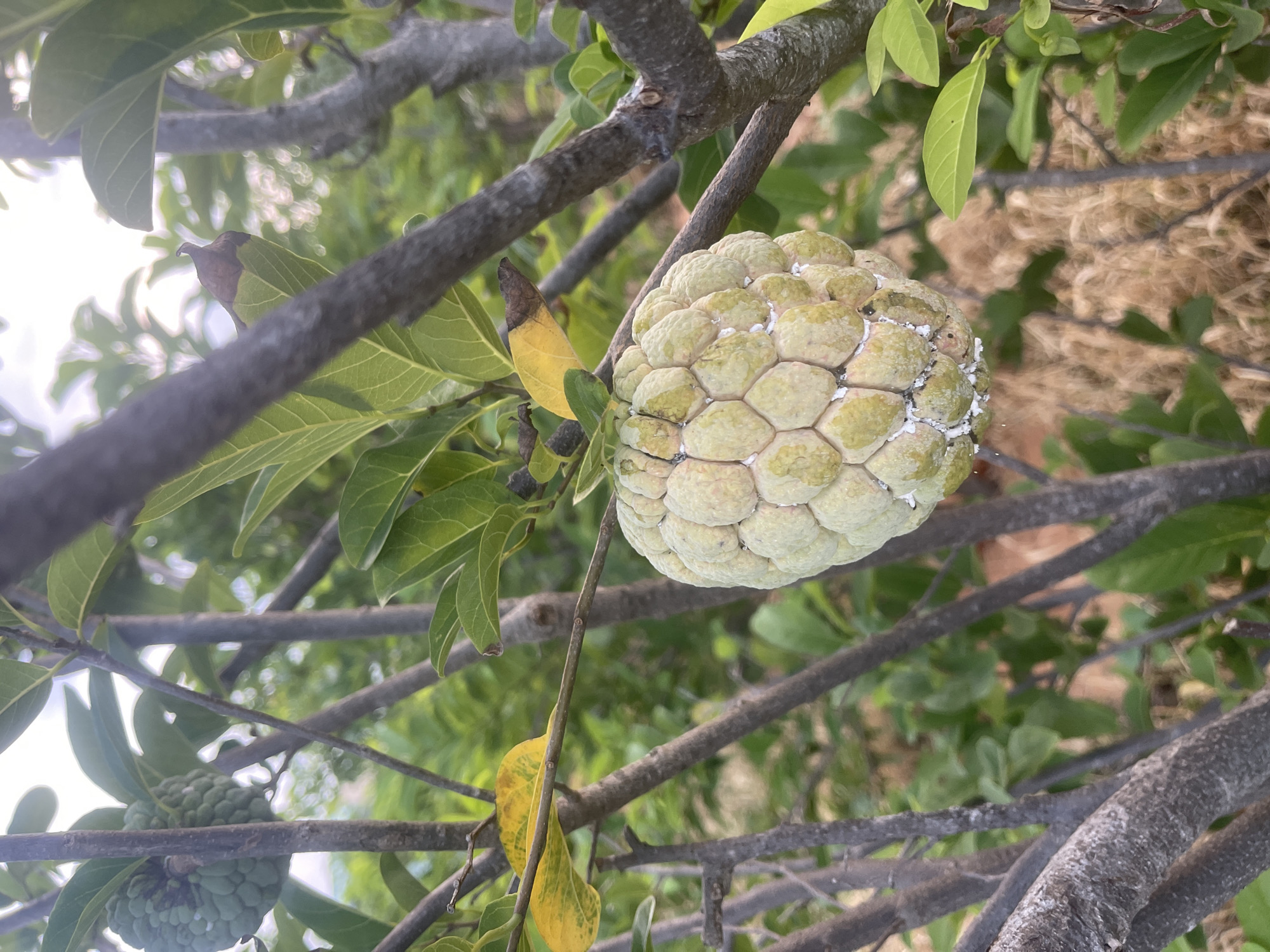 In Mui Ne, Vietnam, a ripe custard apple (Annona squamosa) hangs from a tree, its segmented skin a pale green with some yellowing. The fruit is speckled with white, possibly a sign of powdery mildew or scale. The custard apple is partially obscured by the tree's branches and green leaves, some of which are beginning to turn yellow and brown. In the background, out-of-focus foliage and dry grasses suggest an arid or semi-arid environment. Another immature, green custard apple is visible on a branch in the upper left portion of the image. The lighting indicates it is daytime, with bright sunlight filtering through the leaves.
