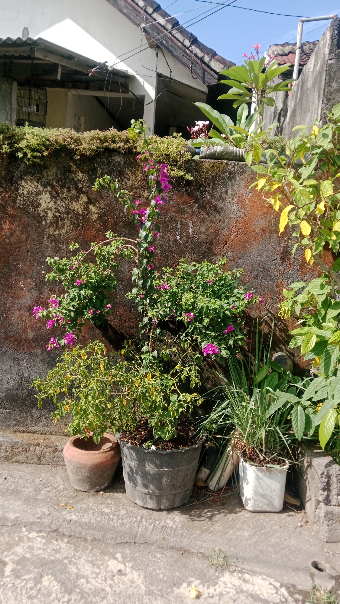 In a sun-drenched outdoor setting in Denpasar, Indonesia, a weathered, reddish-brown wall serves as a backdrop for a collection of potted plants. The wall, textured and aged, shows signs of moisture and decay, with some areas appearing darker and smoother than others. Overhead, a portion of a tiled roof and white-painted house structure is visible, along with a tangle of electrical wires against a clear blue sky.
Several potted plants are arranged on a concrete surface in front of the wall. To the left, a terracotta pot contains a plant with small green leaves and a few yellowing ones, some of which have small red fruits. Next to it, a large, dark gray plastic pot holds a vibrant flowering plant with abundant green foliage and bright purple blossoms. This plant climbs and extends upwards, its branches reaching towards the wall. Beside this, a smaller white plastic pot contains tall, green, grass-like plants.
Further to the right, a leafy plant with yellowing leaves is positioned against the wall, and to its far right, another plant with lighter green leaves grows. The concrete ground shows cracks and a slight slope, with scattered dry leaves and petals. The overall scene suggests a residential courtyard or garden area, common in the tropical climate of Denpasar. No people are visible in the image.