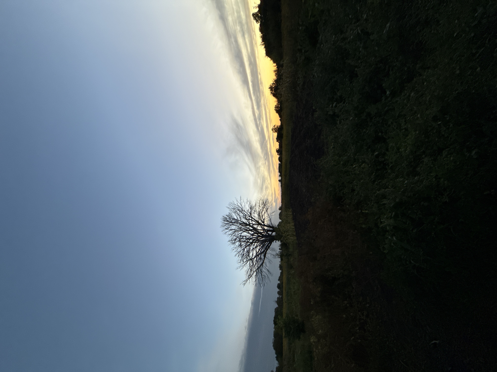 The image captures a twilight scene in a rural landscape, possibly on the outskirts of Fominka, Russia. A solitary, bare tree stands silhouetted against a sky transitioning from a pale blue at the top to a band of yellow and orange near the horizon, indicating the setting sun. Wispy clouds are scattered across the sky, particularly in the area where the sky meets the horizon.
The foreground is dominated by dark, out-of-focus vegetation, suggesting a low-light environment. Behind the foreground foliage, a field of what appears to be dry grass or crops is visible, also in shadow. Further in the distance, a line of trees forms the horizon, darker and more defined against the lighter sky. The ground in the mid-ground appears to be tilled or bare earth, separating the field from the foreground. There are no people, animals, or vehicles present in the image. The overall atmosphere is serene and somewhat melancholic, characteristic of dusk in an open, natural setting.