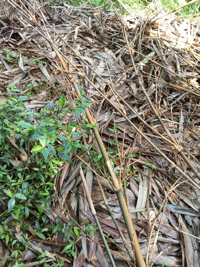 The scene depicts a ground-level view of a natural environment in Mengzi City, China. The primary ground cover consists of a dense accumulation of dried, fallen bamboo leaves and desiccated bamboo culms, presenting in shades of brown and tan. Interspersed among this organic debris are several live bamboo culms, varying in thickness and color from greenish-brown to a darker green, exhibiting distinct nodes. Patches of vibrant green undergrowth, comprising small leafy plants, are visible predominantly on the left side of the frame and scattered throughout. No individuals, animals, or man-made objects are present in the image. The area is illuminated by natural daylight, casting varied light and shadow across the vegetative matter.