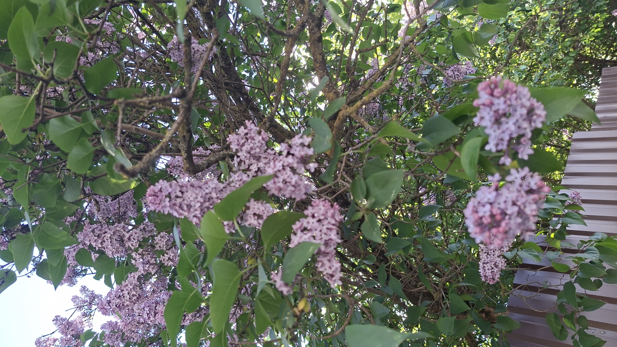 A low-angle shot captures lilac flowers in bloom, intermingled with green leaves and tree branches. In the background, a portion of a building with corrugated siding is visible. The image appears to have been taken in an outdoor setting in the city of Смалявічы, Belarus, likely a garden or park. There are no people visible in the frame.