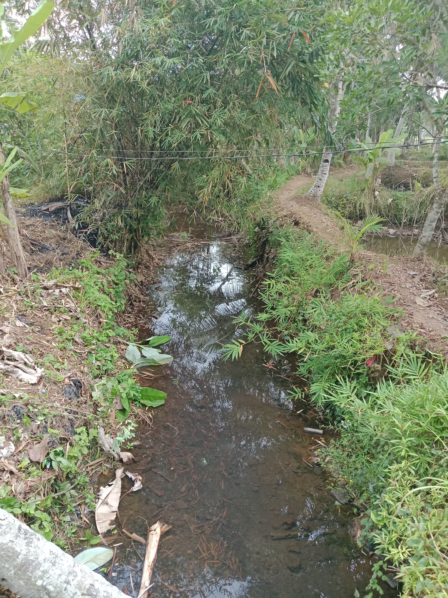 The image depicts a narrow, shallow stream flowing through a rural area. Dense bamboo groves and various green foliage line the banks of the stream. A dirt path is visible on the right bank, winding through palm trees. The water in the stream is somewhat murky, with submerged debris and leaves visible on the bottom. Trash, including plastic bags and dried leaves, is present on the left bank. The overall scene suggests a natural, somewhat unmaintained environment. The location is identified as Bojongmengger, Indonesia, a place characterized by its agricultural landscape and tropical vegetation.