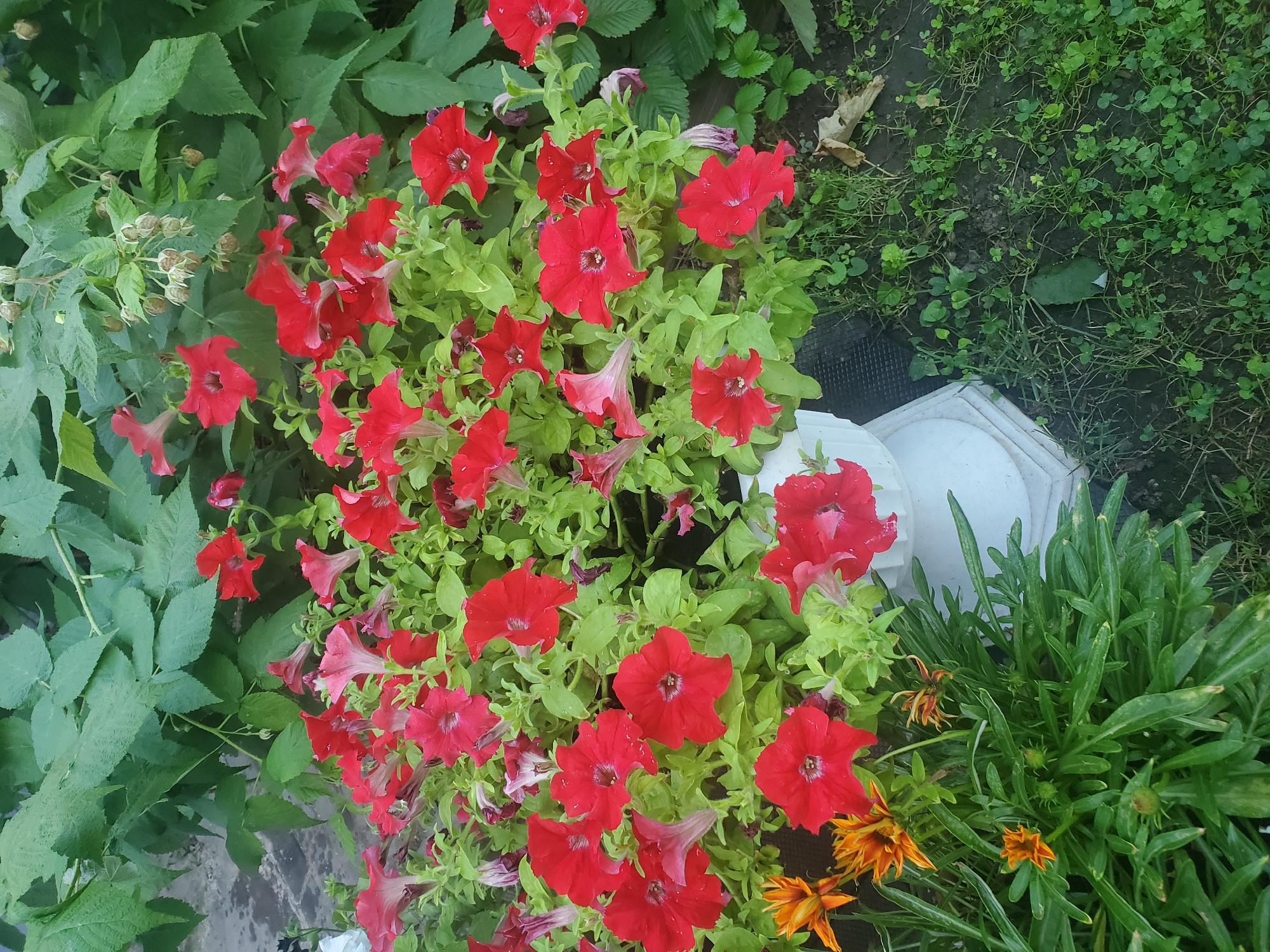 The image depicts an outdoor scene featuring a cluster of vibrant red petunias in full bloom. The flowers are arranged in a white planter, which is partially visible on the right side of the frame. Surrounding the planter is lush green foliage, including some larger, broader leaves that appear to be from a raspberry bush, with developing berries visible. In the lower left corner, a few bright orange gazania flowers add a contrasting splash of color. The ground around the flowers is covered in green grass and clover, with some patches of exposed soil. The scene appears to be a garden setting in the city of Chornomorske, Ukraine, possibly a residential area or a public green space. No people are present in the image.