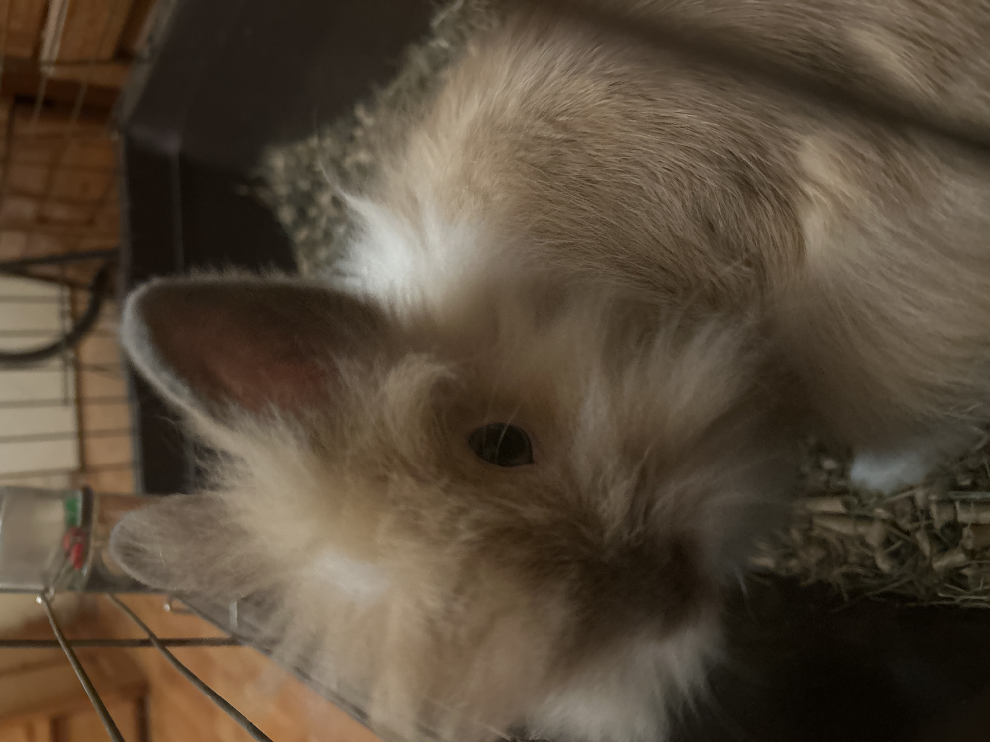 A tan and white rabbit is in a cage with wire bars. The rabbit has one visible black eye and long, fluffy fur. The cage appears to have wood sides and a metal wire bottom. Straw bedding is visible in the cage. The photograph is taken at an angle looking down at the rabbit. The location is not discernible and there is no indication that the image was taken in Sofia, Bulgaria.