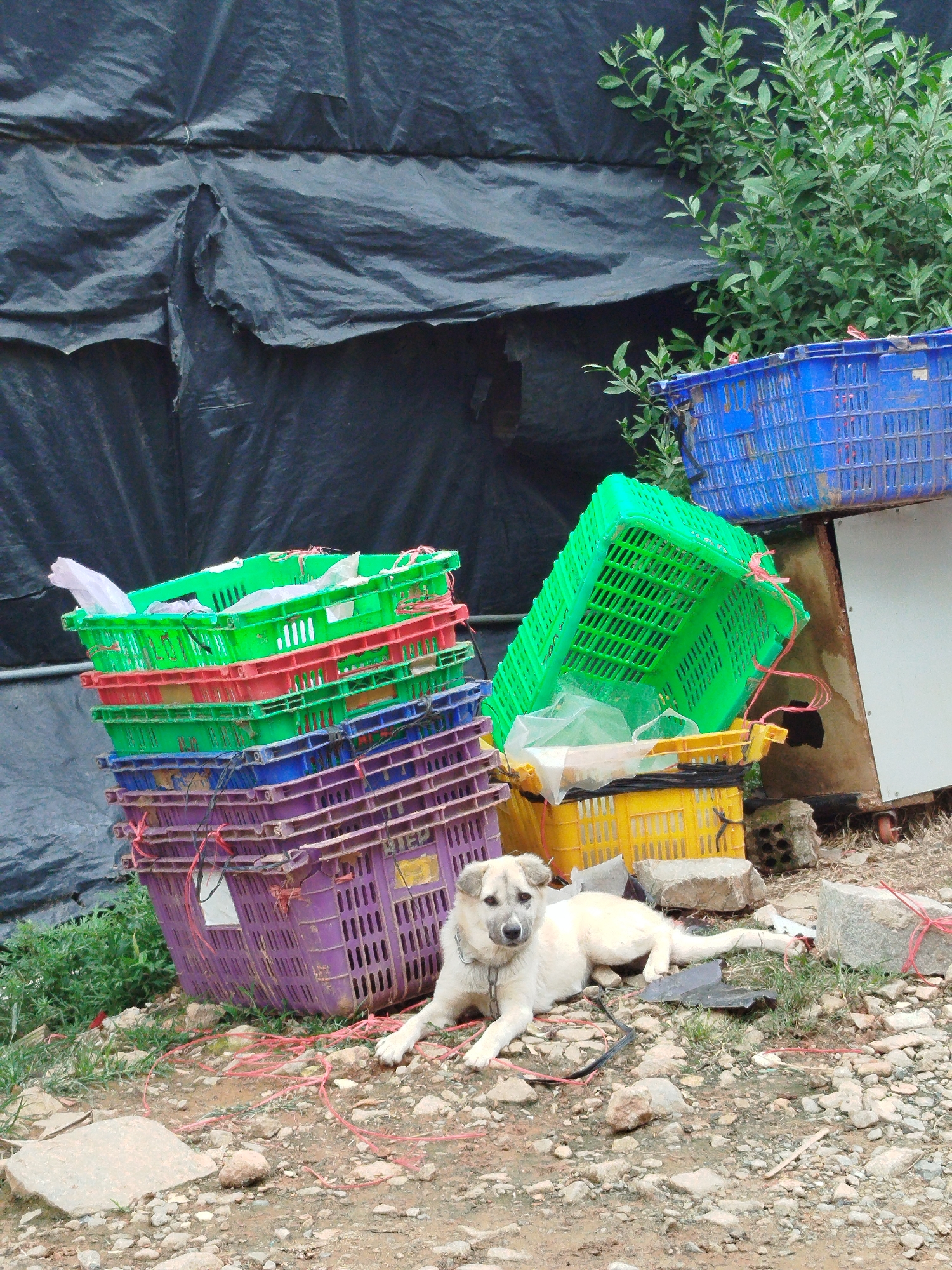 A light-colored dog with a black snout and gray markings on its face lies on a gravelly ground. It wears a metal chain collar. Behind the dog, a stack of colorful plastic crates is piled high, with green and purple crates visible at the bottom. The crates appear to be used for storage or transport. A large, dark tarp is draped over a structure to the left of the crates, and green foliage grows on the right side of the frame. In the background, a blue plastic crate rests on a wooden surface. The overall scene suggests an outdoor, possibly industrial or storage area. The location is identified as Lam Vien - Da Lat, Vietnam.