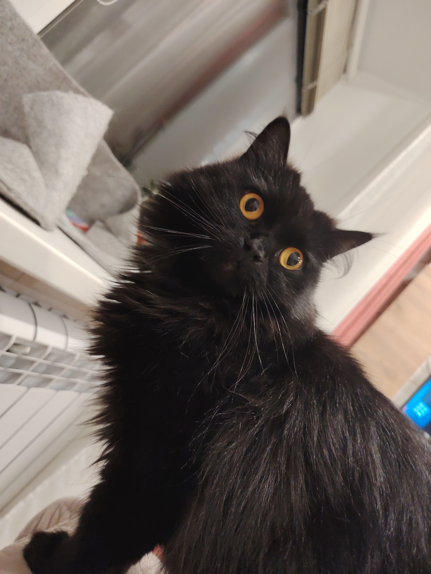 A medium shot shows a black cat with yellow eyes looking directly at the camera. The cat is positioned in the lower center of the frame, with its head tilted slightly to the left. The background includes a radiator, a shelf, and parts of a wall. The location is indeterminate.