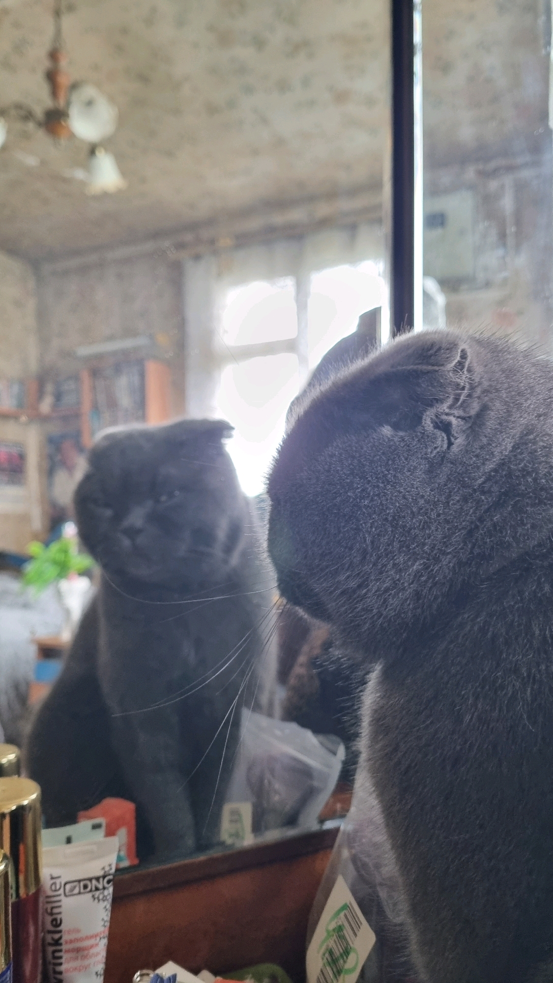 A dark grey, short-haired cat with folded ears is looking at its reflection in a mirror. The cat's head is in the foreground, partially obscuring the mirror's reflection, which shows the cat's full face and body. The reflection is slightly blurry. The cat is positioned on a wooden surface, and the background of the reflection reveals a room with a window, ceiling light, and shelves with various items. The scene appears to be indoors, possibly in a residential setting. There is no indication of the specific location within Vysokoe, Russia.