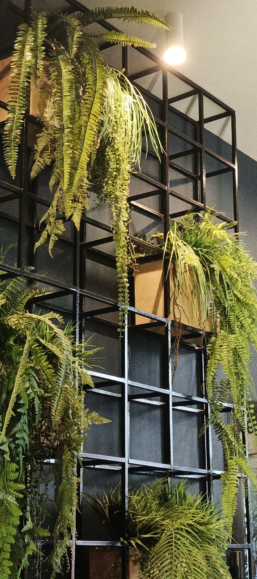 The image shows a close-up of artificial ferns and other greenery cascading down a black metal shelving unit mounted on a dark gray wall. A light fixture is visible at the top of the image, illuminating the plants. The shelving unit has a geometric, grid-like structure with square compartments. In one of the compartments, a brown planter holds a portion of the greenery. The overall scene appears to be an indoor decorative arrangement, possibly in a commercial or residential setting. There are no people or animals present in the image. The location is not identifiable as Votkinsk, Russia, or any specific city based on the visual information provided.