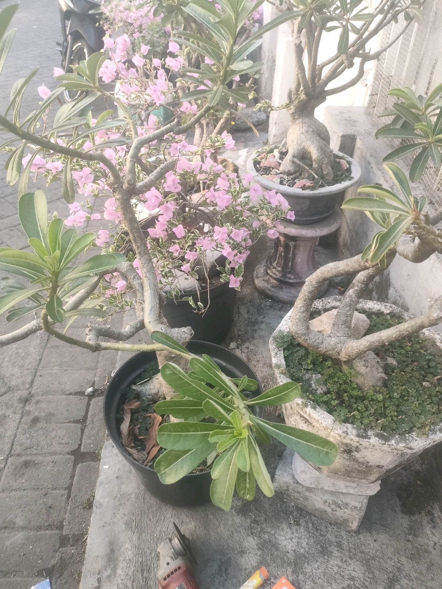 The image displays a collection of potted plants, primarily desert roses and bougainvillea, arranged outdoors on what appears to be a sidewalk or patio. The plants are in various stages of growth and bloom, with delicate pink bougainvillea flowers and lush green desert rose leaves. One plant features a gnarled, bulbous trunk, characteristic of bonsai or aged desert roses. The pots vary in material and design, including a black plastic pot, a weathered concrete pot, and a decorative, pedestal-style planter.
In the background, a motorcycle is partially visible, suggesting an urban setting. The ground surface is paved with interlocking gray bricks, indicating a public space or walkway. Additional elements include a small, red angle grinder positioned on the concrete surface in the foreground, and what appear to be pieces of orange packaging or tape nearby, suggesting recent activity or materials left behind. The overall lighting suggests it is daytime, possibly morning or late afternoon, given the soft, diffused light. The scene is consistent with a residential or commercial area in Surabaya, Indonesia, where potted plants are commonly used for decoration and aesthetic enhancement of outdoor spaces.